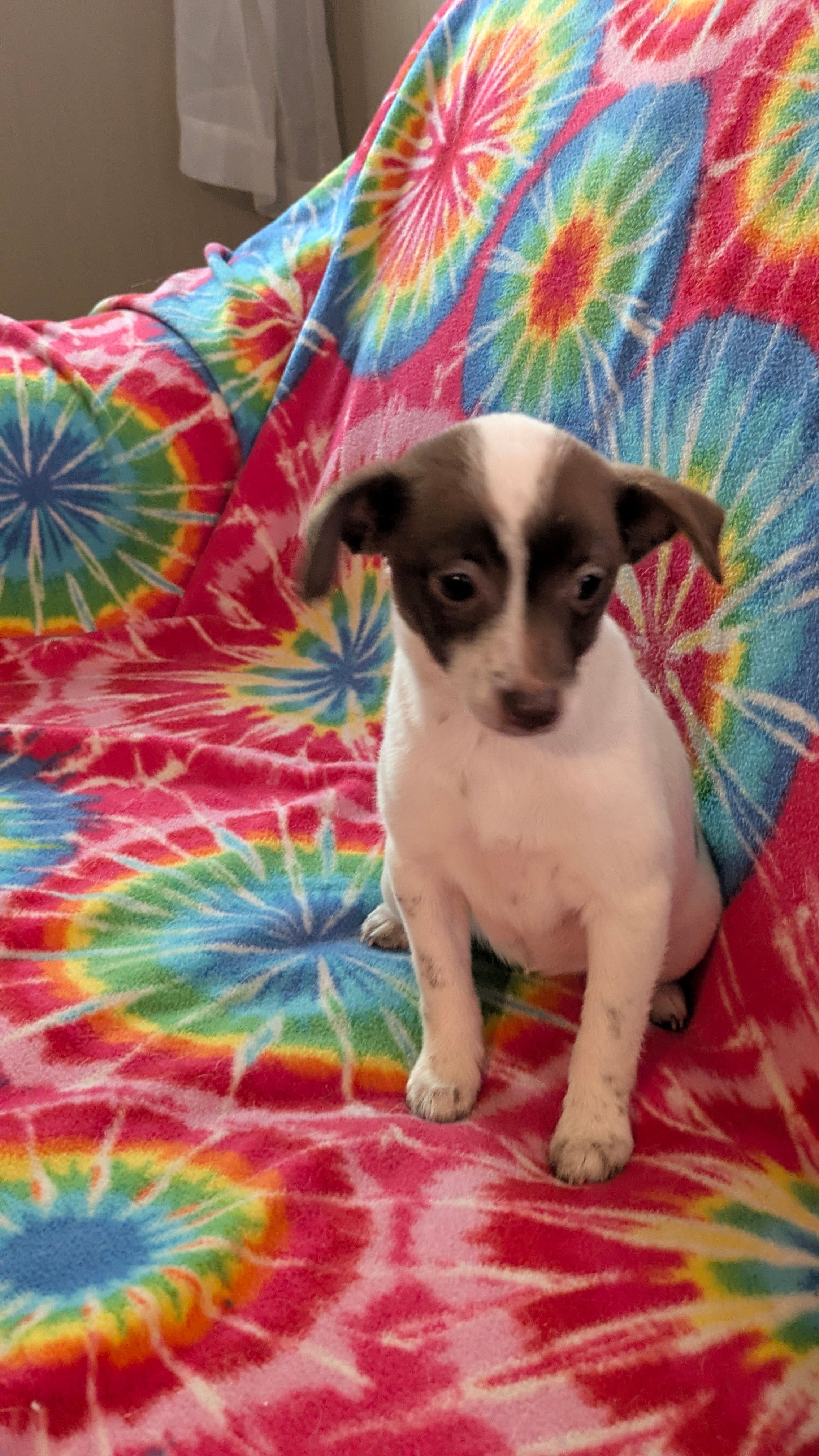 Piper – Dachshund, Chihuahua puppy for sale in Okmulgee, OK
