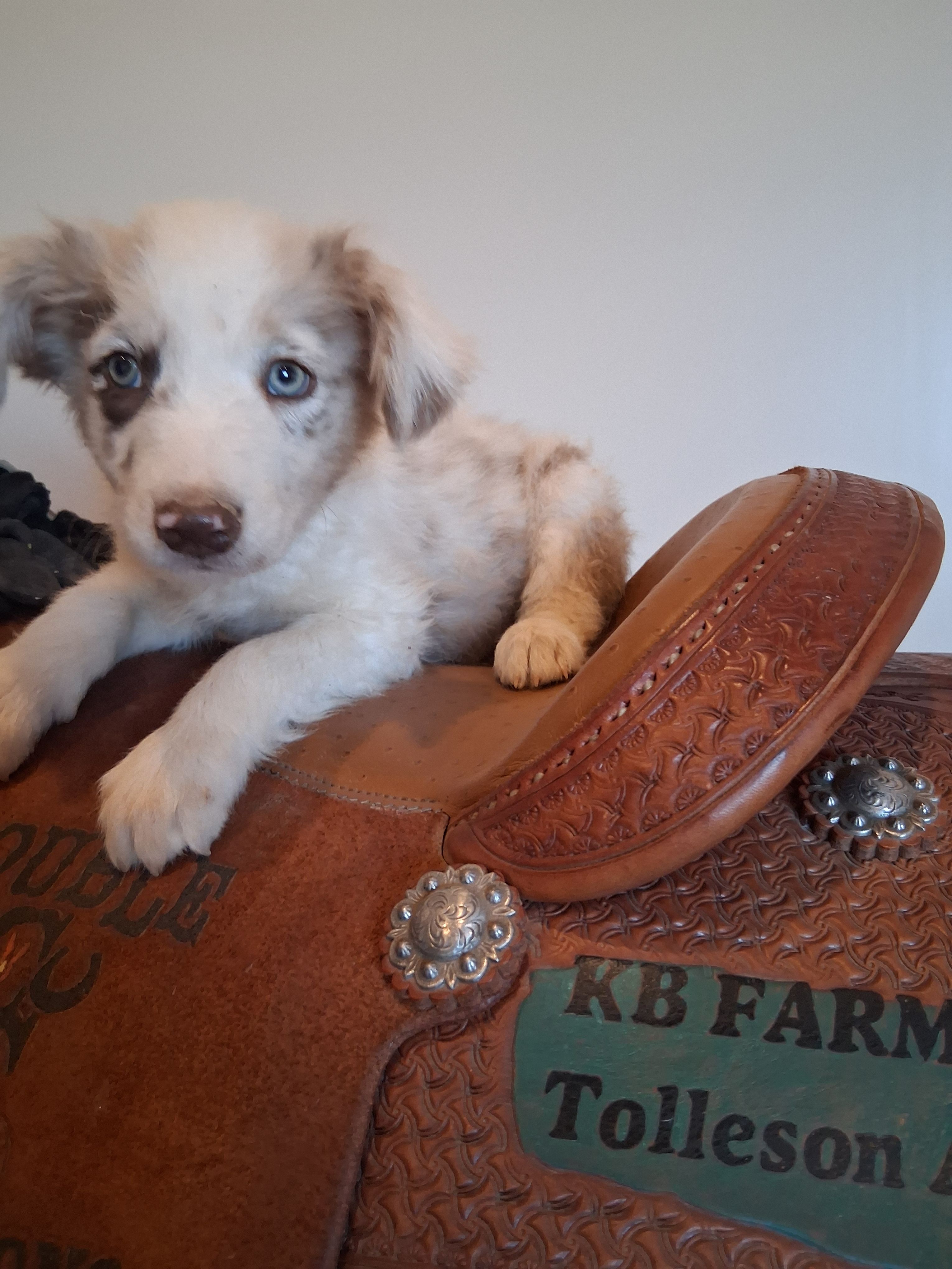 Puppy 2 – Australian Shepherd puppy for sale in Phoenix, AZ