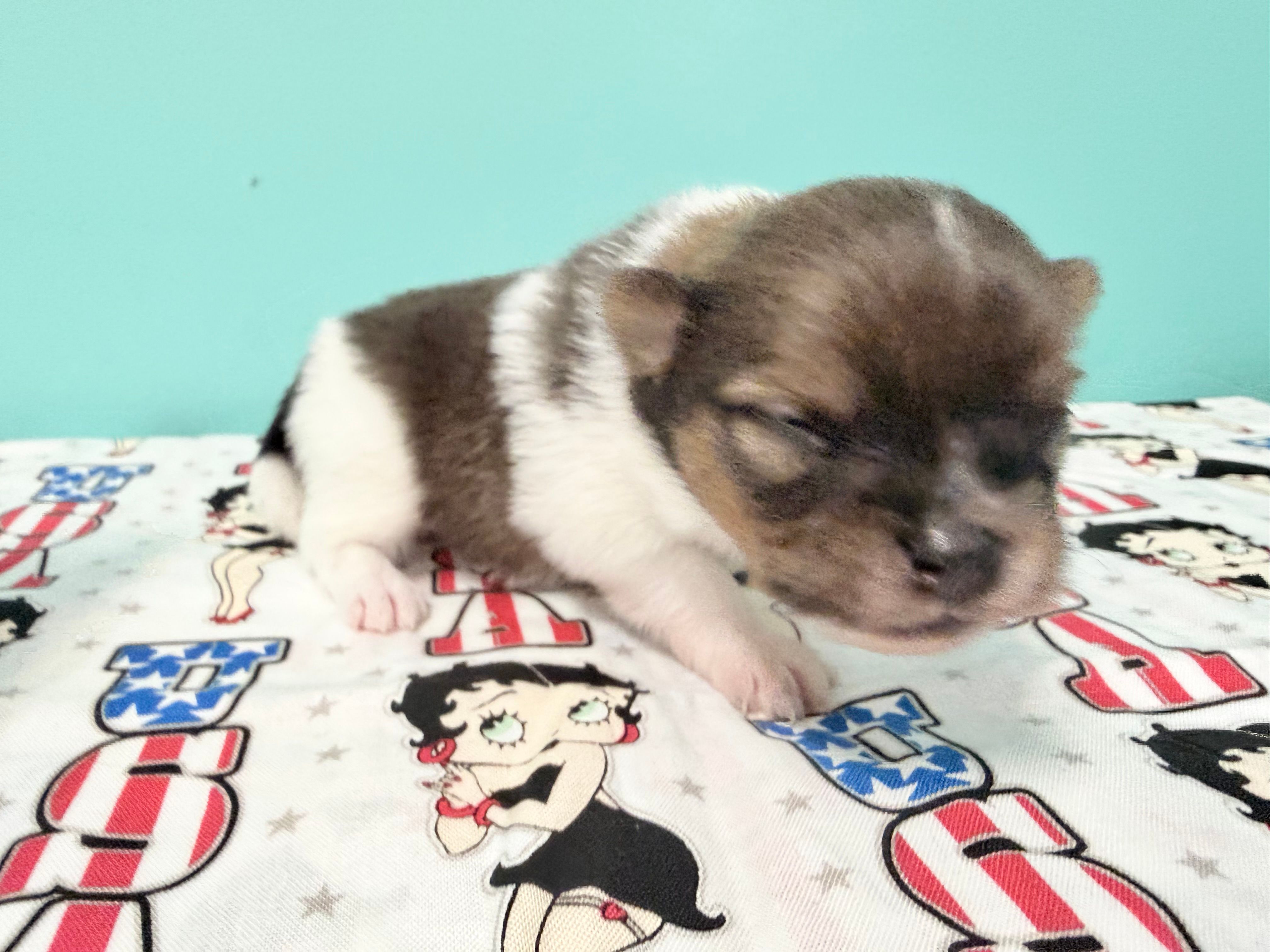 Tri male CKC – Pomeranian puppy for sale in Lake City, FL