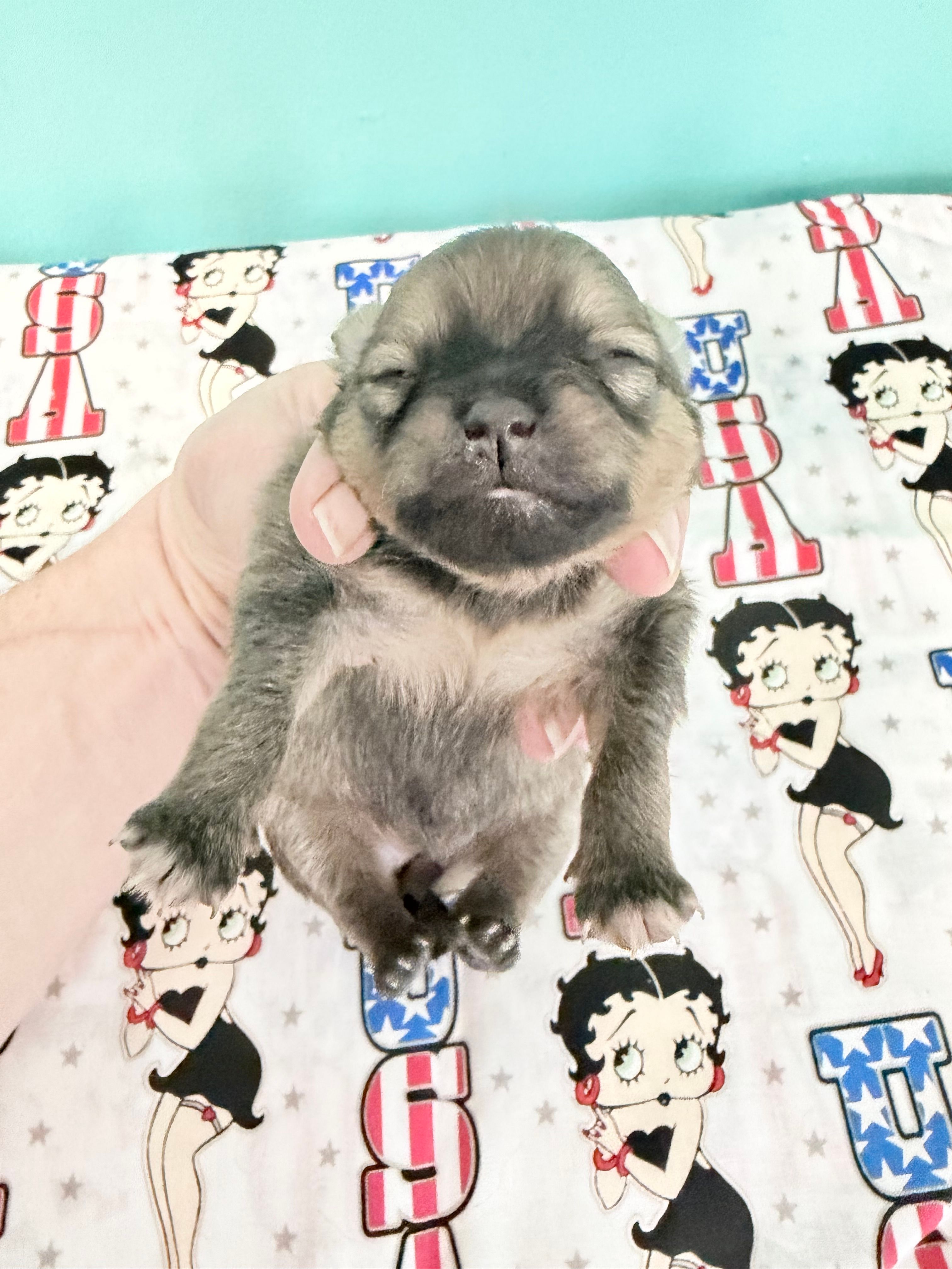 Brown boy CKC – Pomeranian puppy for sale in Lake City, FL