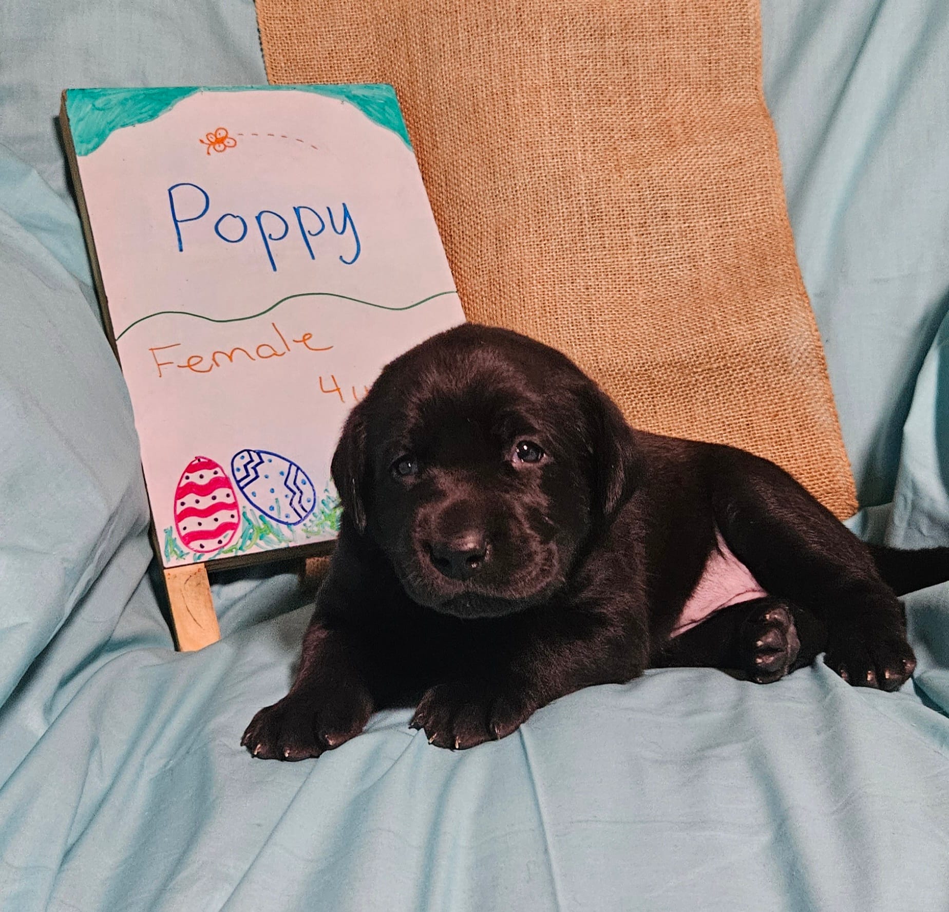 Poppy  – Labrador Retriever puppy for sale in Hasty, CO