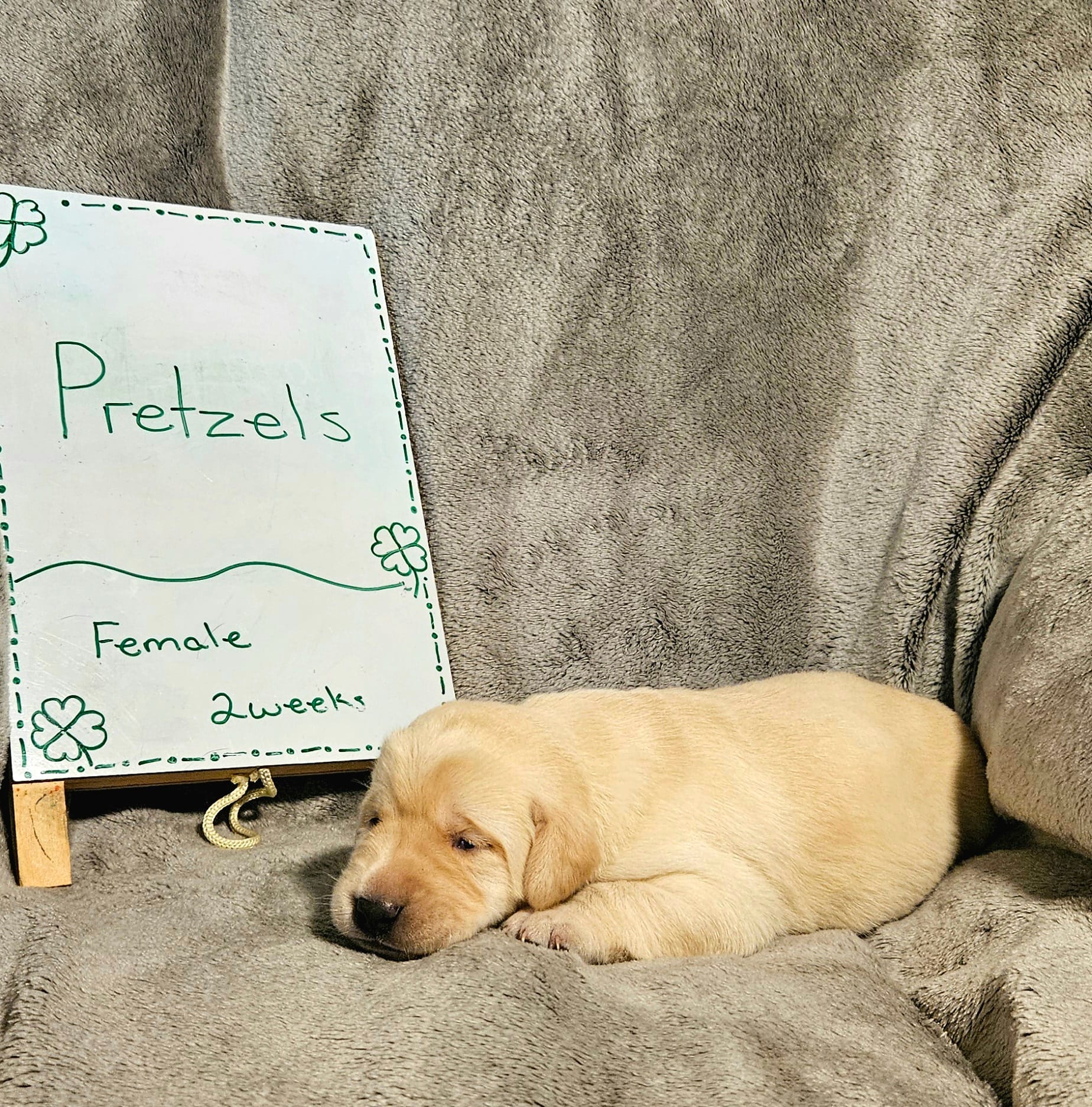 Pretzels  – Labrador Retriever puppy for sale in Hasty, CO