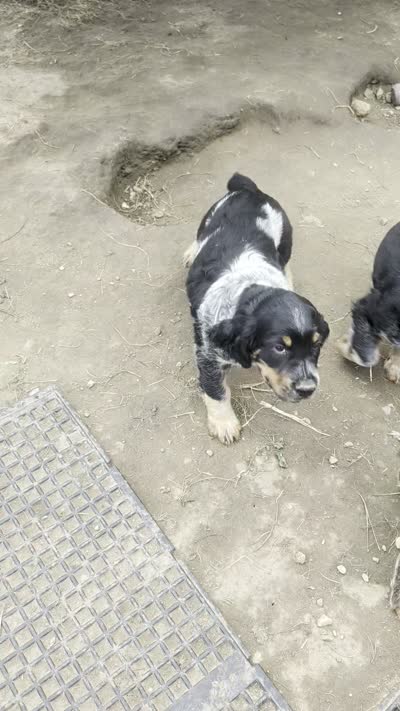 Dover black male, a male English Springer Spaniel for sale in Randolph, WI – 2 of 10