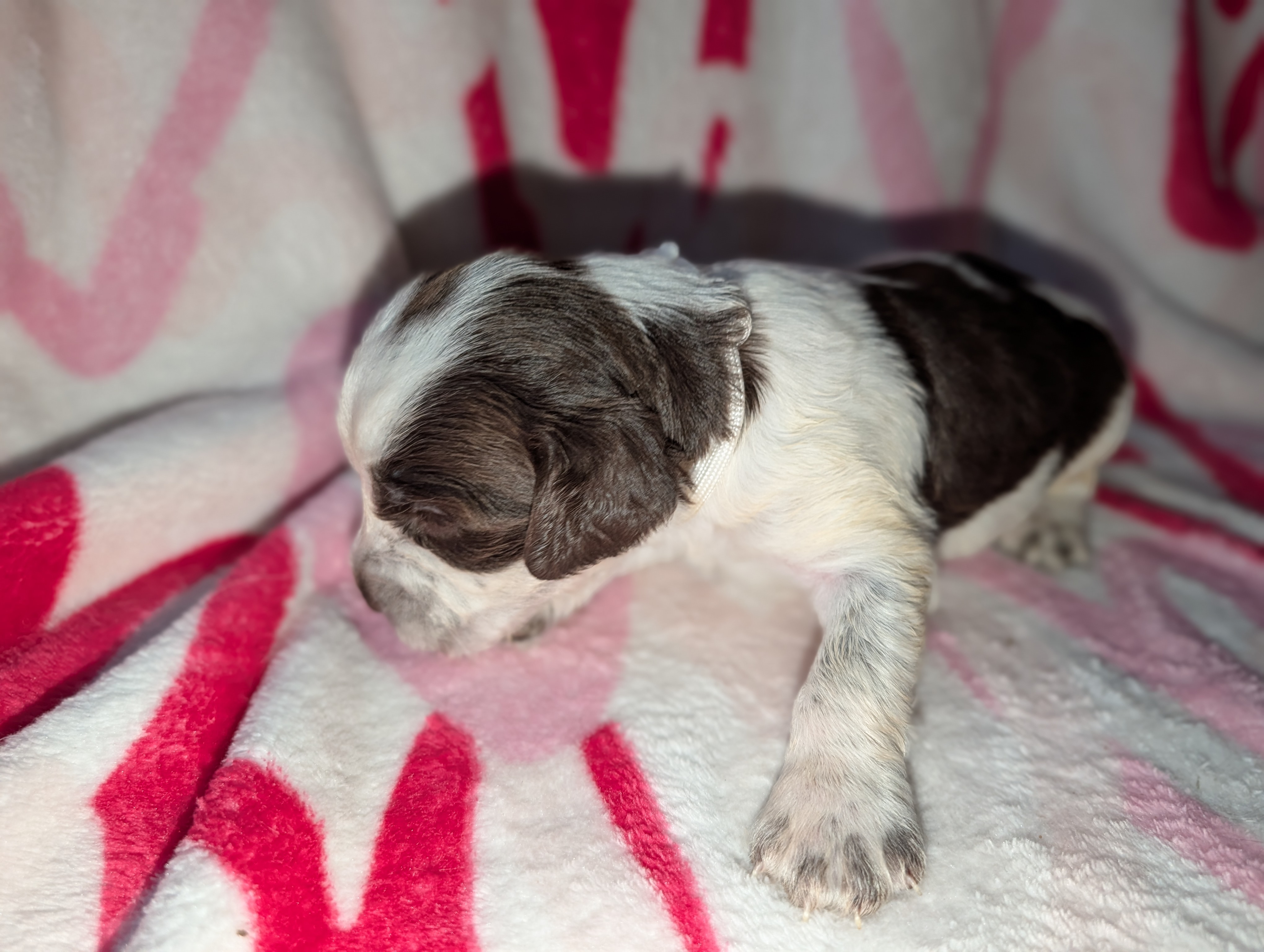 Toffee- Seafoam Green/White – English Springer Spaniel puppy for sale in Randolph, WI
