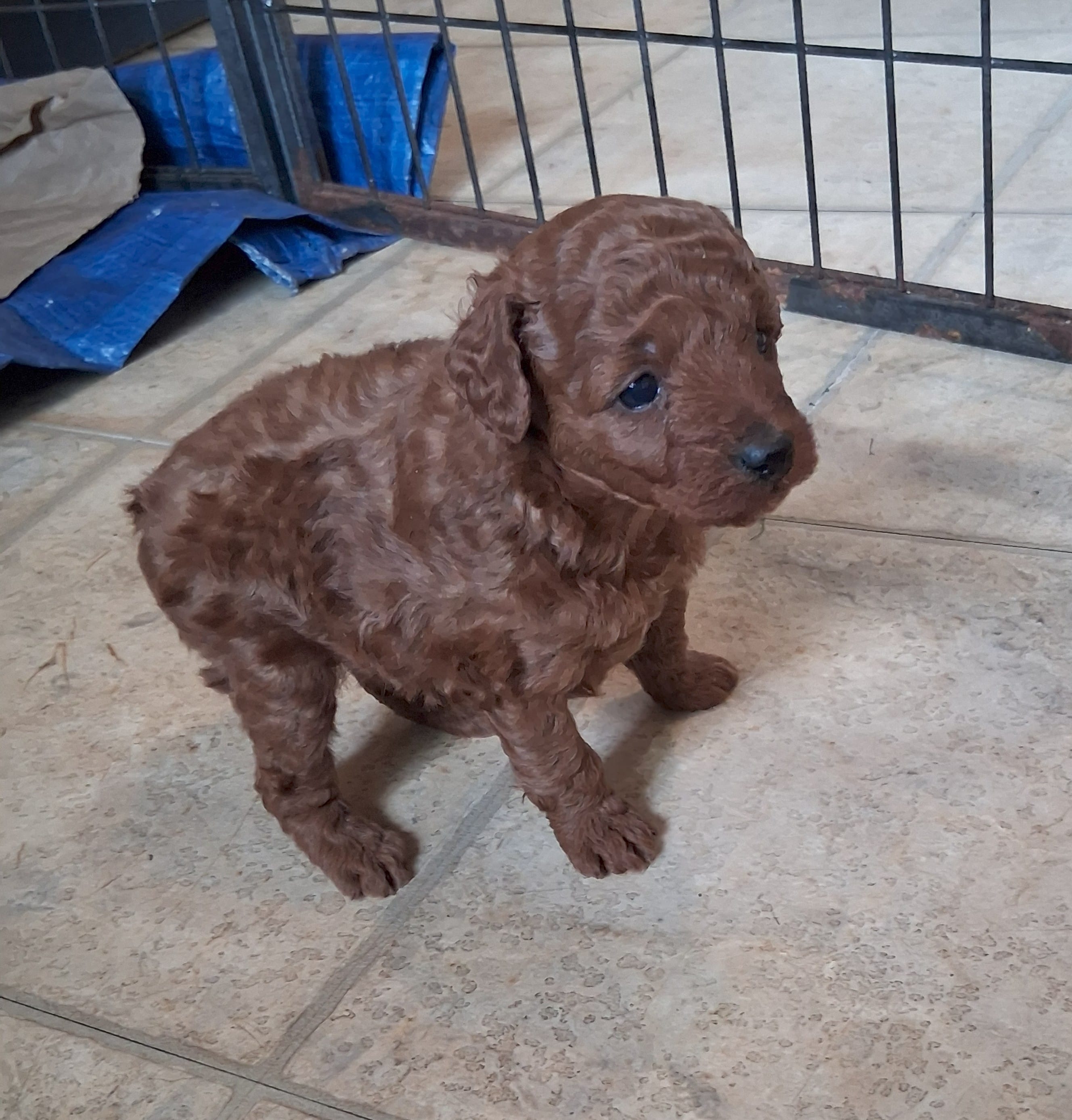 PUDGE – Poodle - Toy  puppy for sale in Ashtabula, OH
