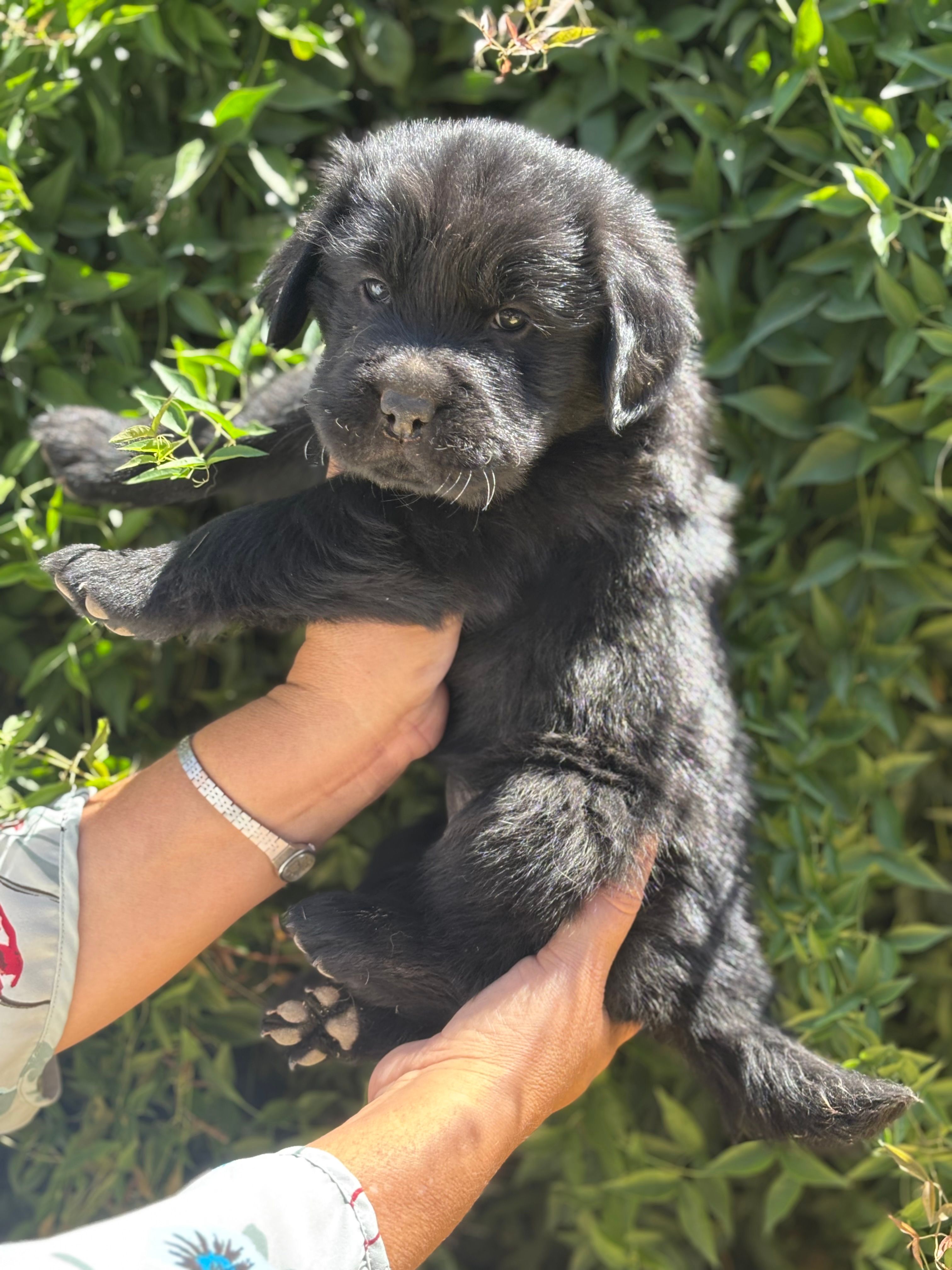 P1 – Chinese Shar-Pei, Golden Retriever puppy for sale in Phoenix, AZ