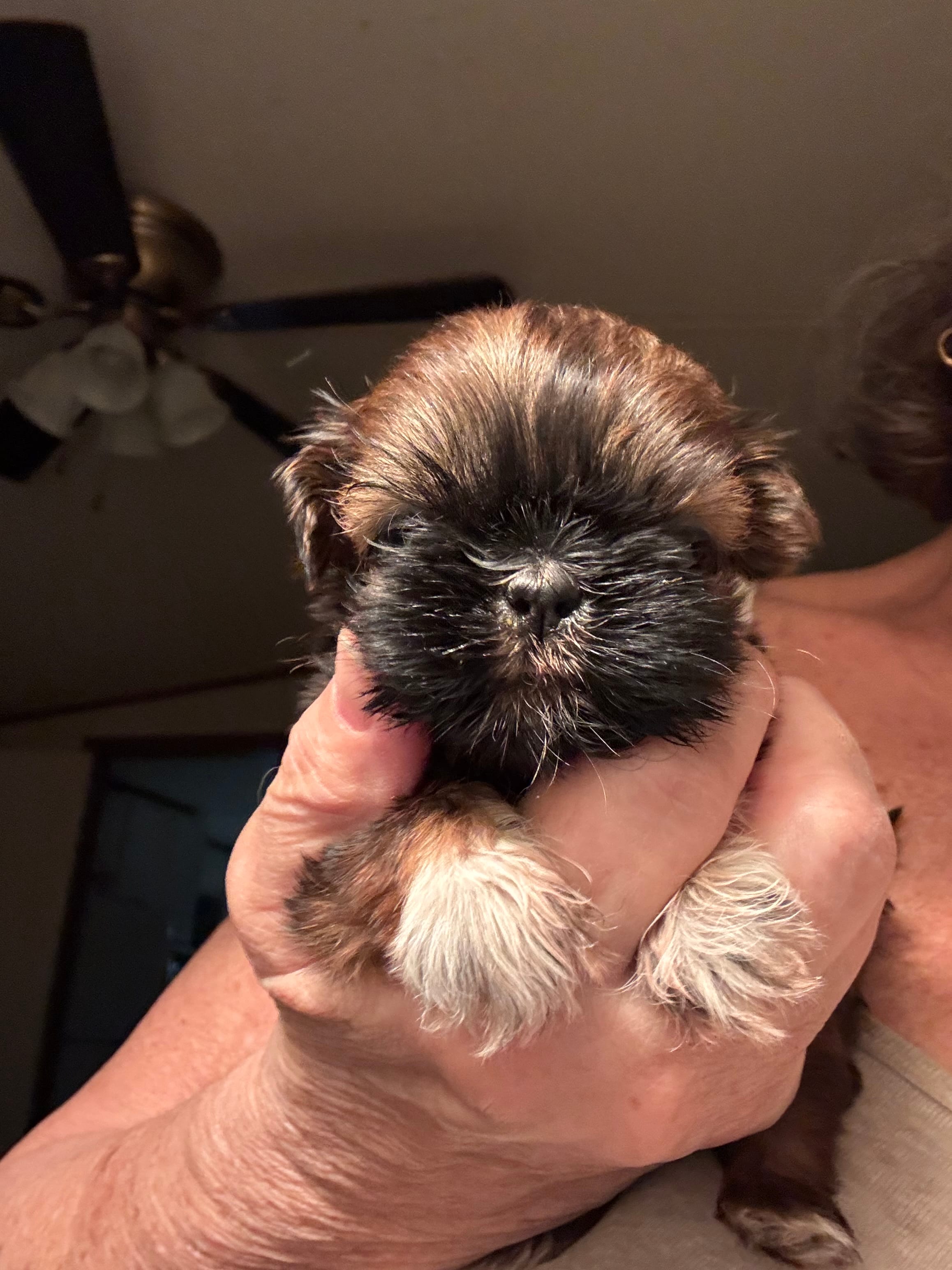S’More – Shih Tzu puppy for sale in Gainesville, FL