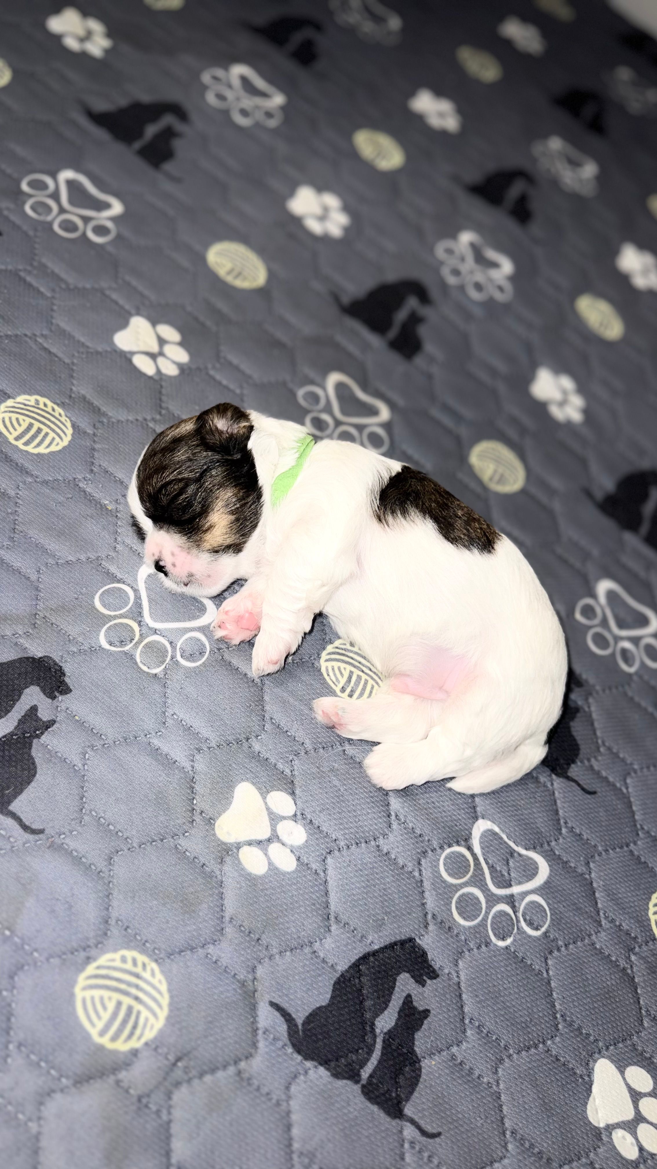Bandit – Havanese puppy for sale in Bronx, NY