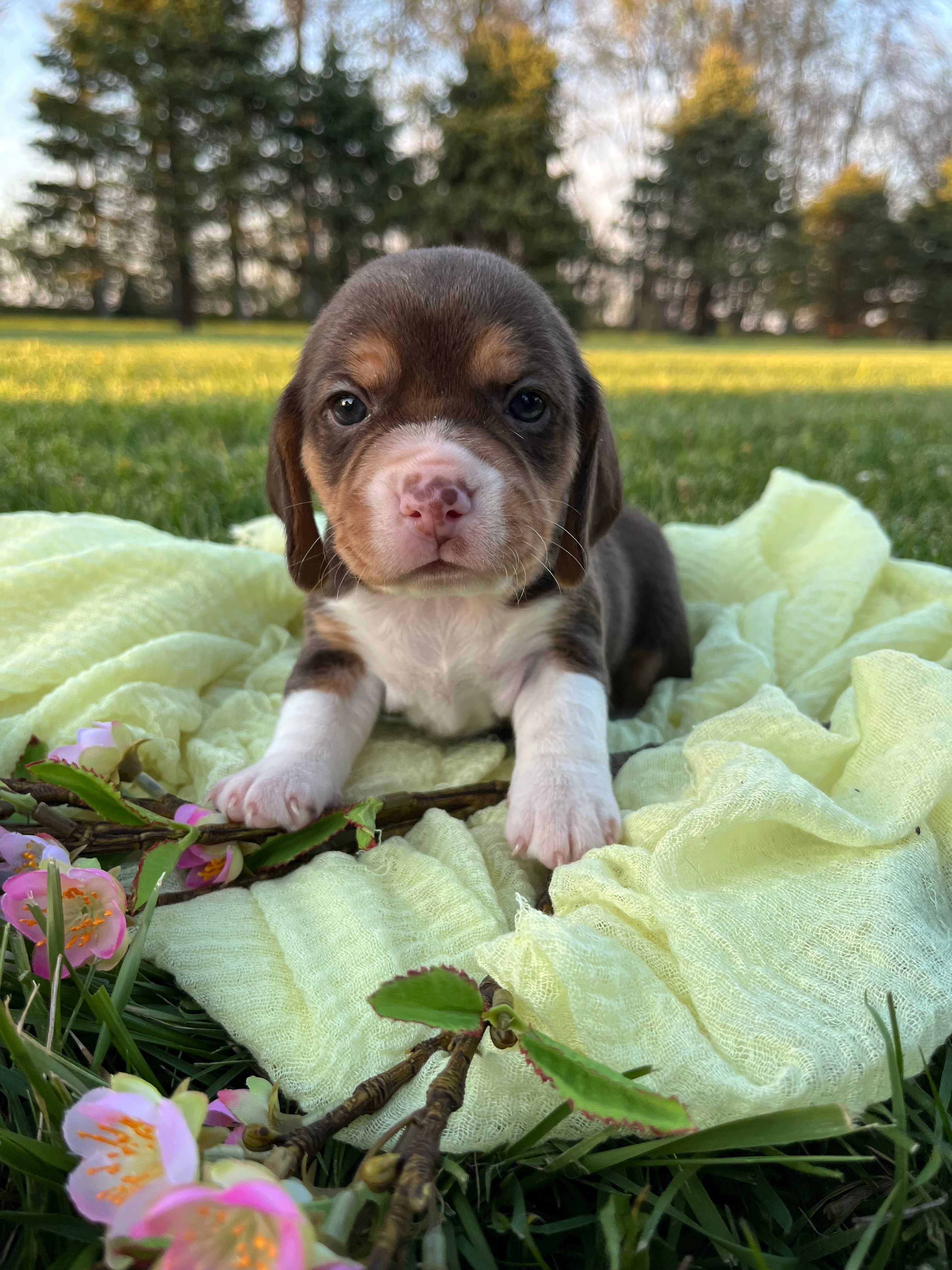 Fiera – Beagle puppy for sale in Lovington, IL
