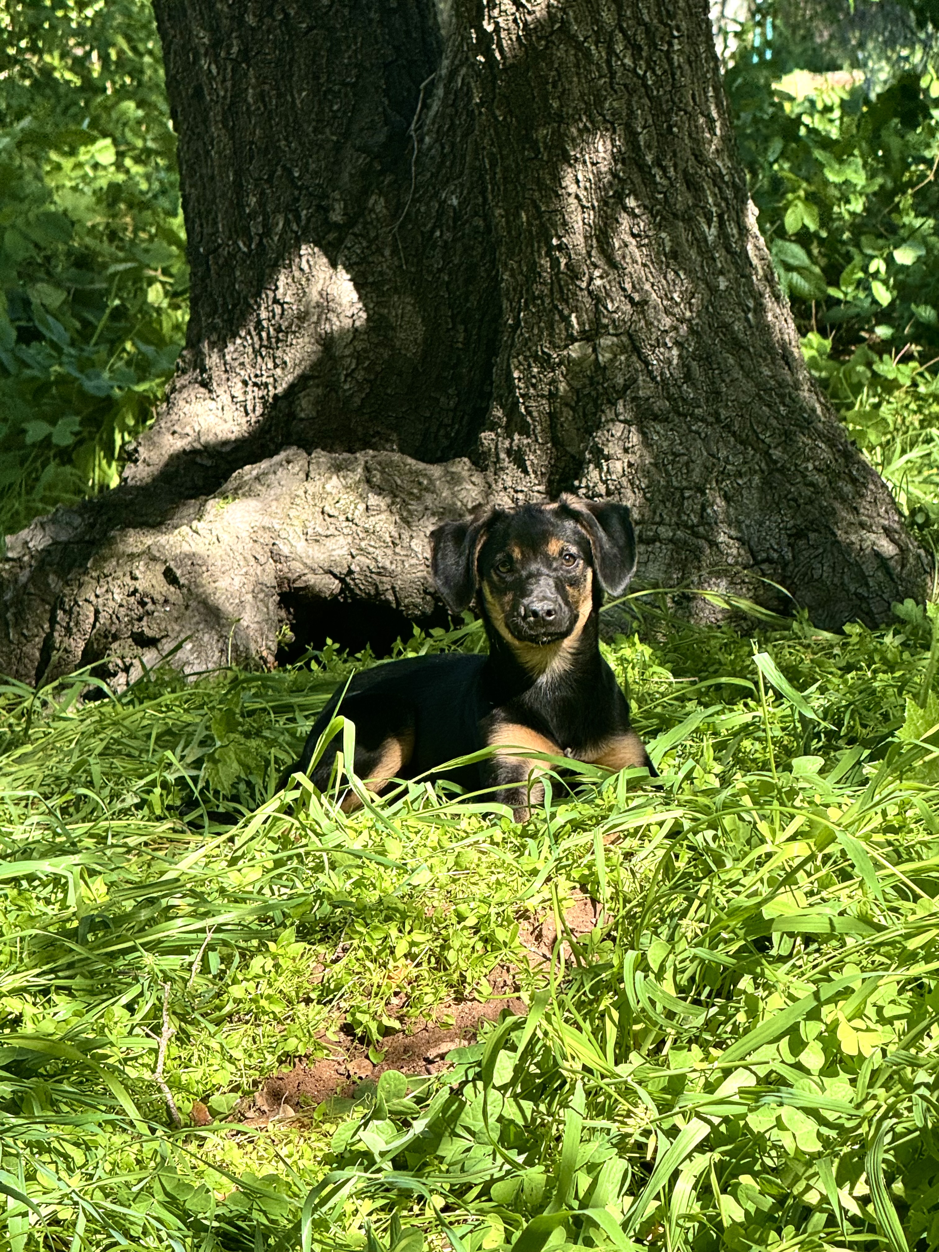 Flower (Reserve fee)