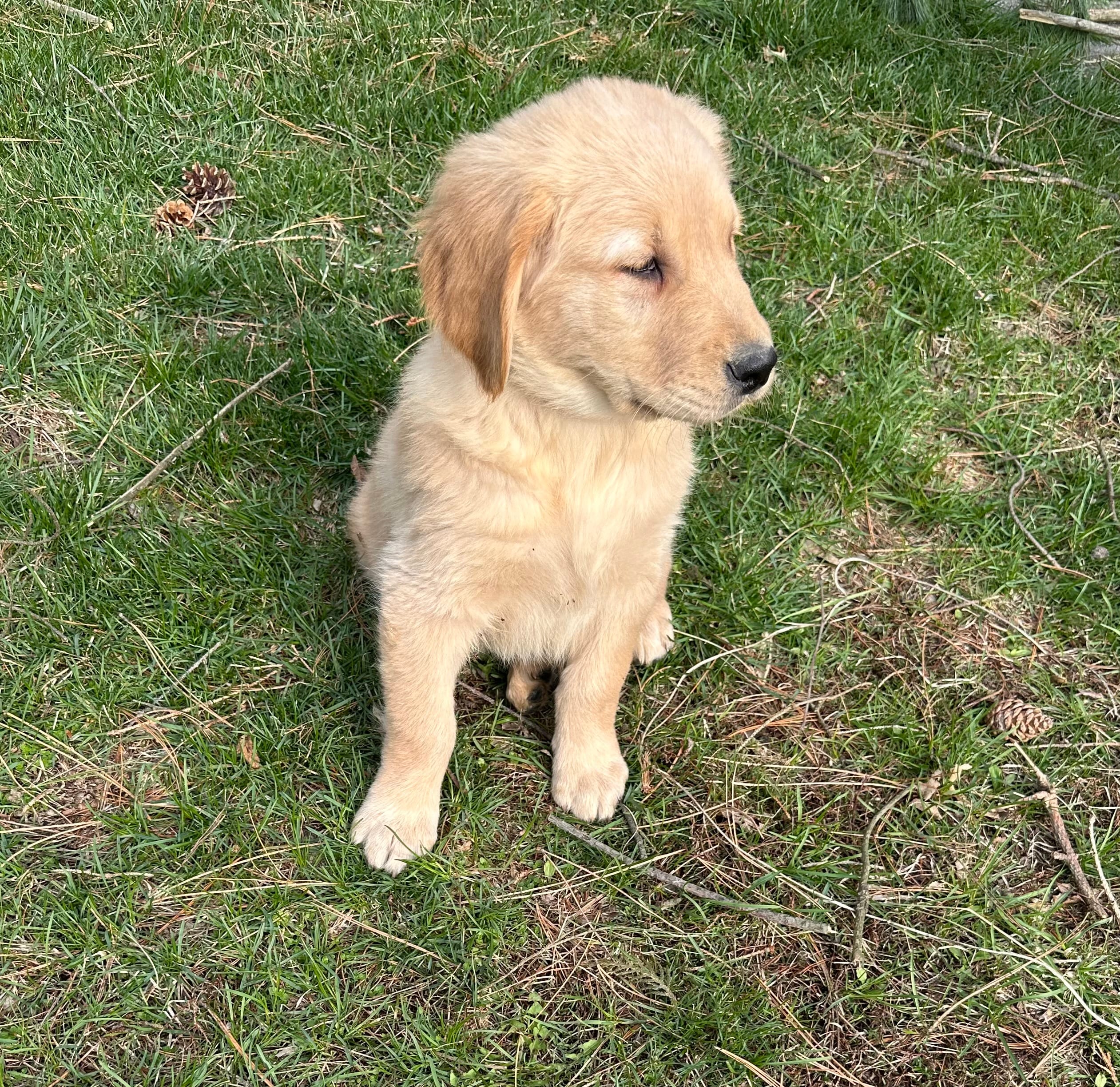 Gus – Golden Retriever puppy for sale in Plain City, OH