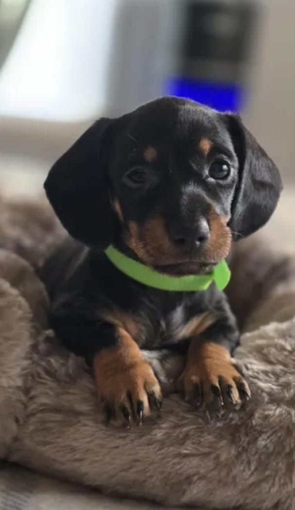 queen  – Miniature Dachshund puppy for sale in Bakersfield, CA