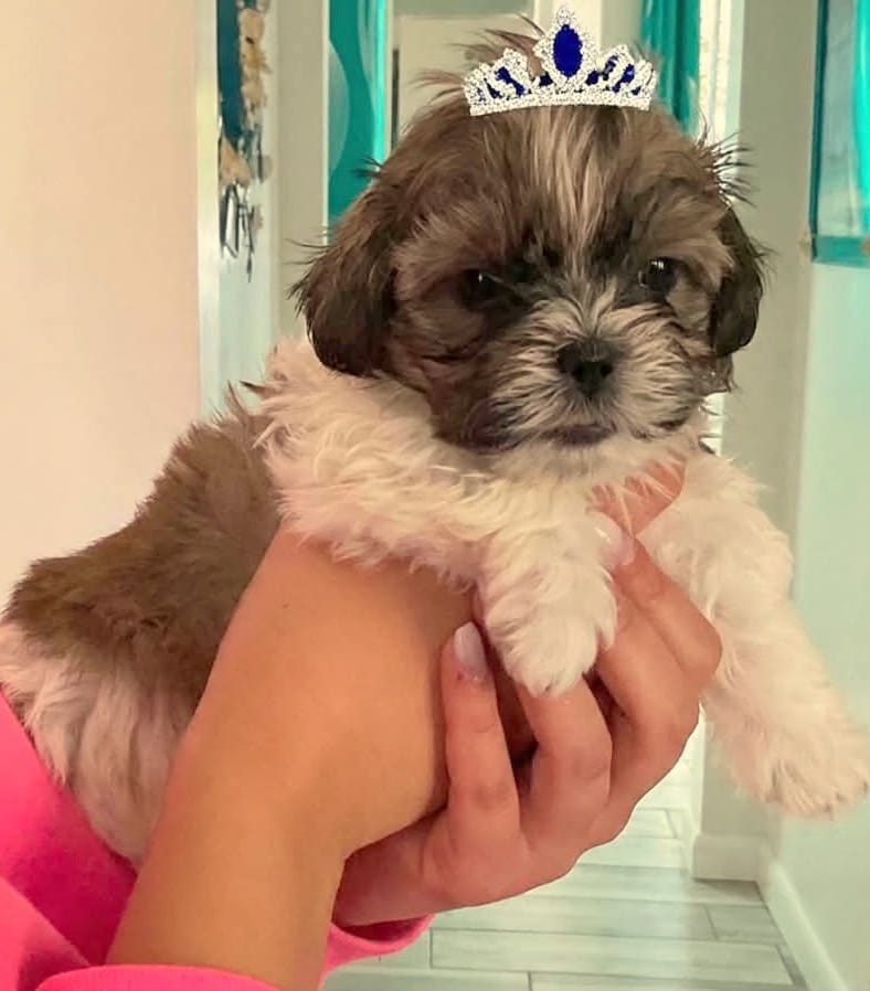 Toffee – Shih Tzu puppy for sale in Westport Point, MA