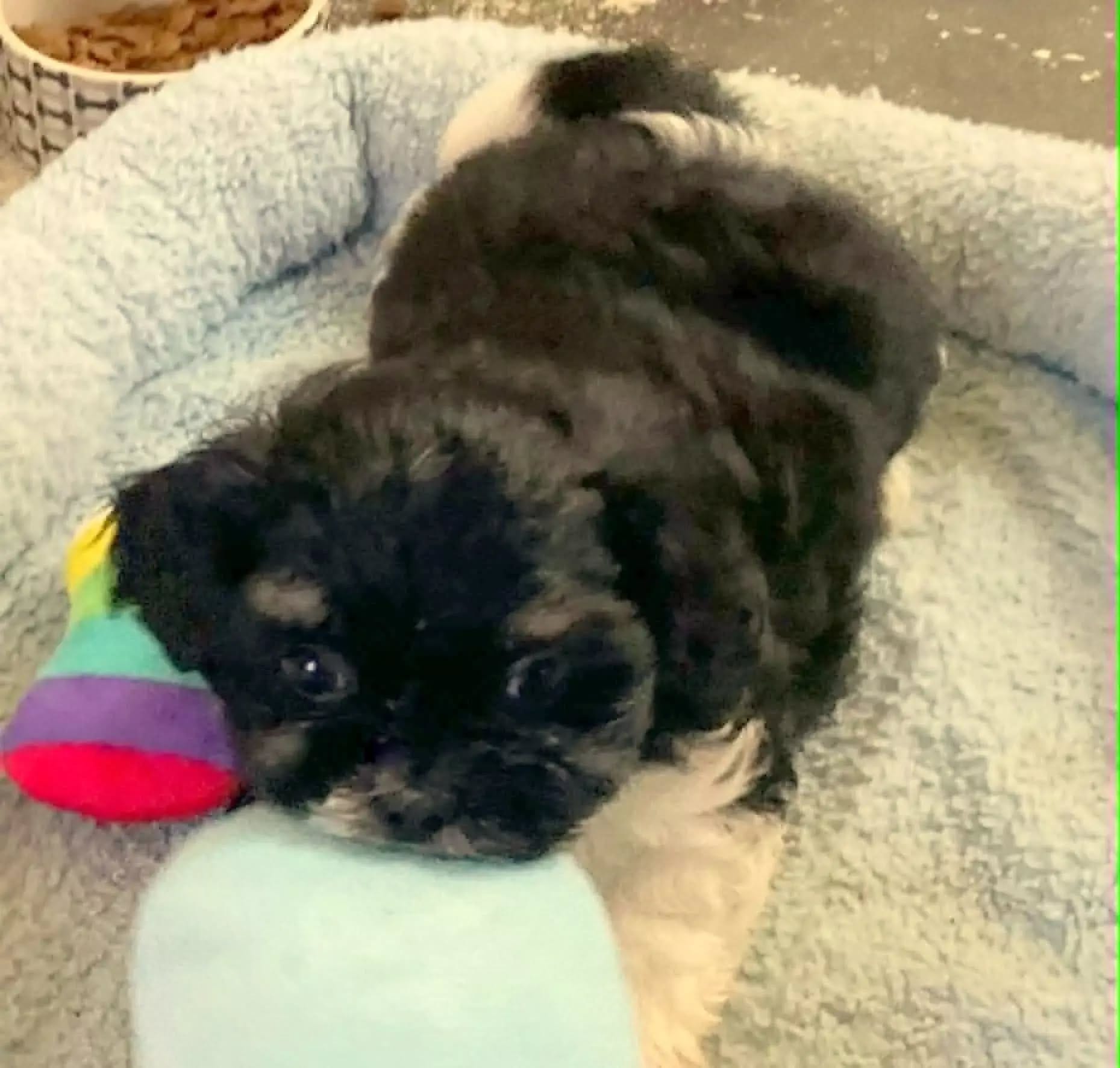 Oreo in MA – Shih Tzu puppy for sale in Westport Point, MA