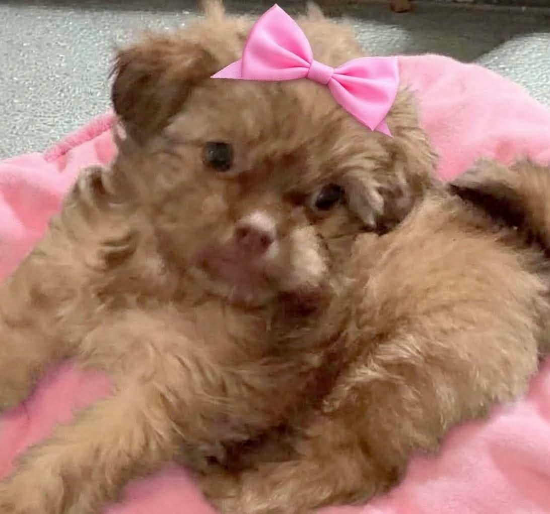 Tawny in MA – Shih Tzu puppy for sale in Westport Point, MA