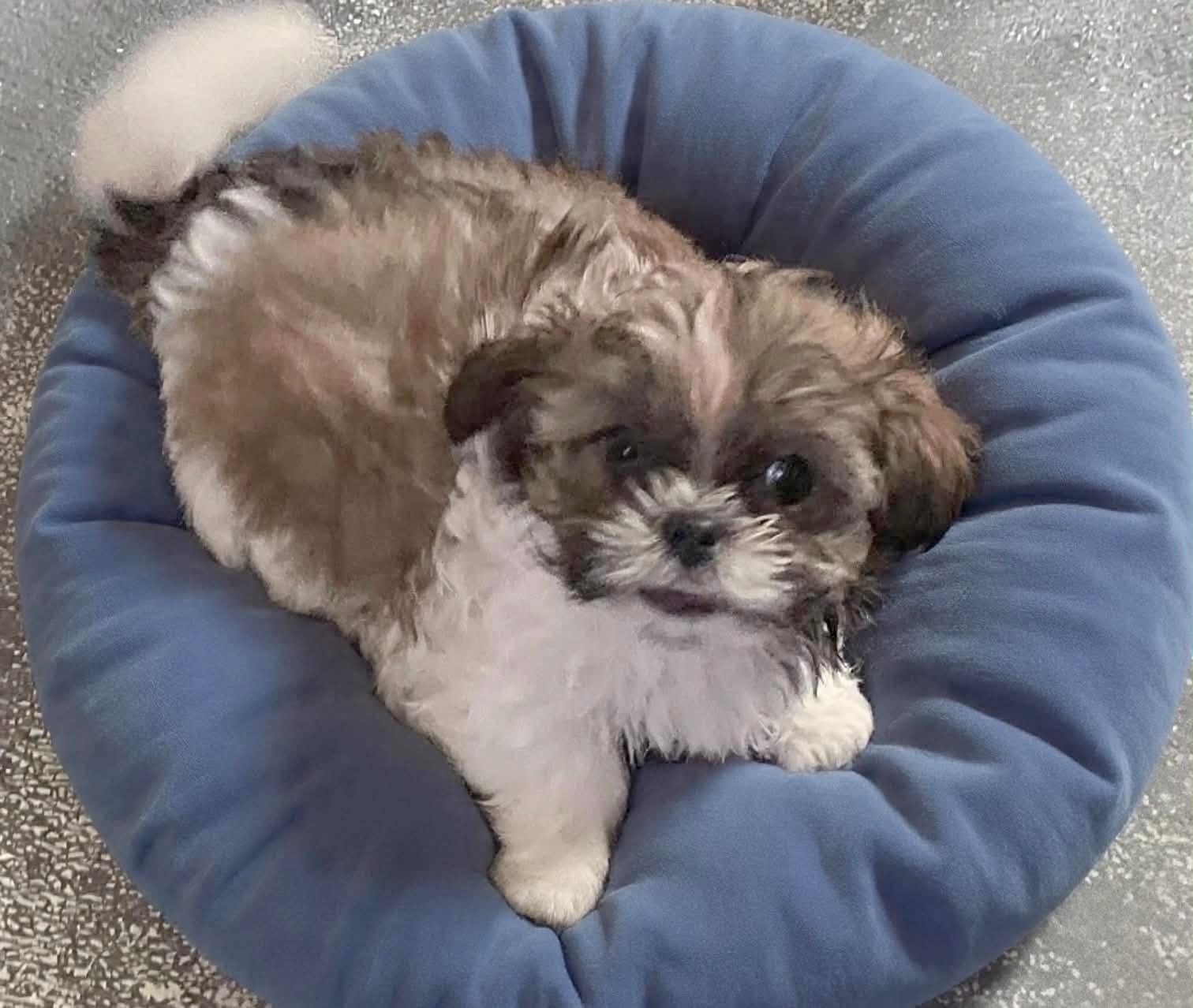 Toffee – Shih Tzu puppy for sale in Westport Point, MA