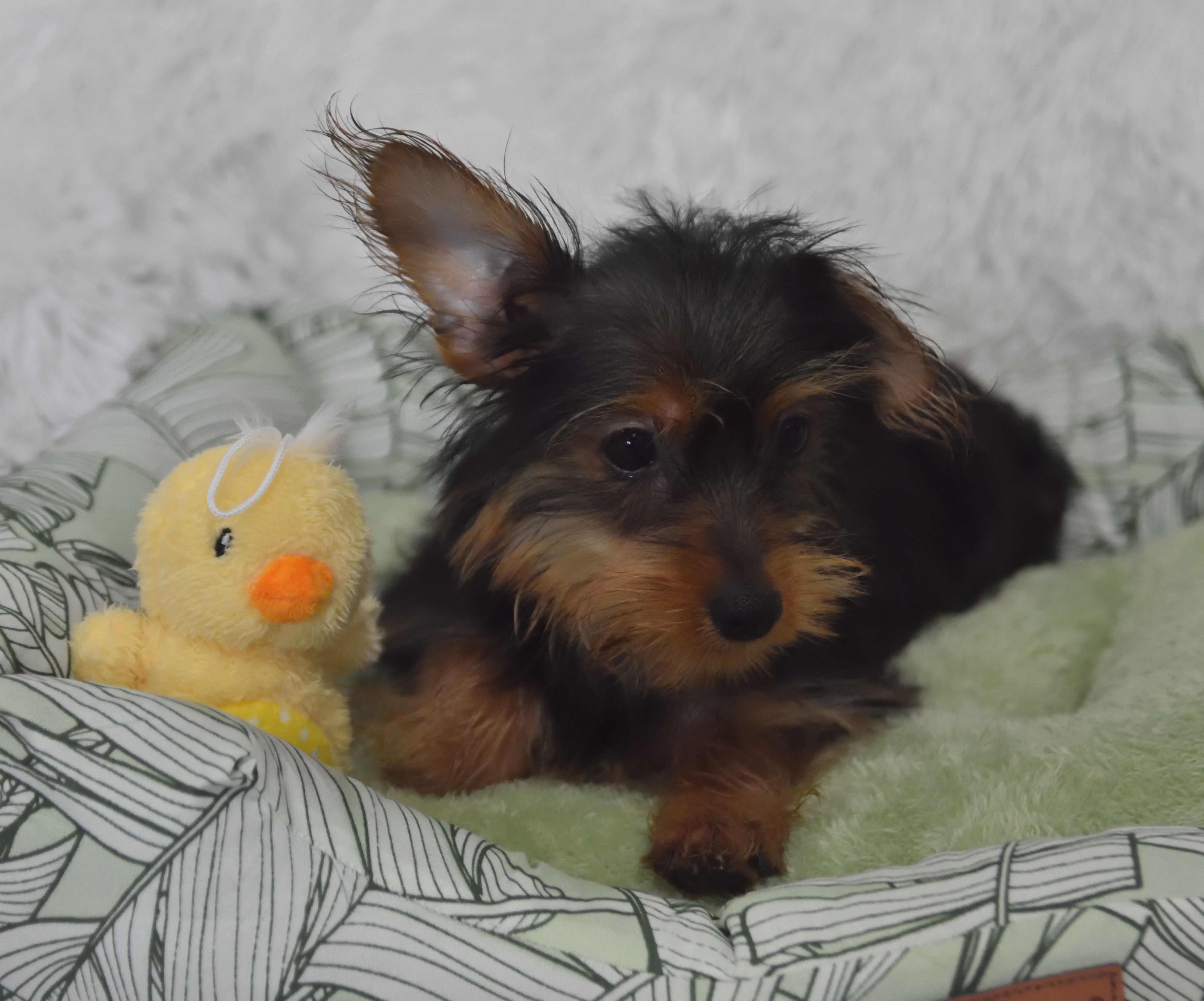 Sheldon – Yorkipoo puppy for sale in Nappanee, IN