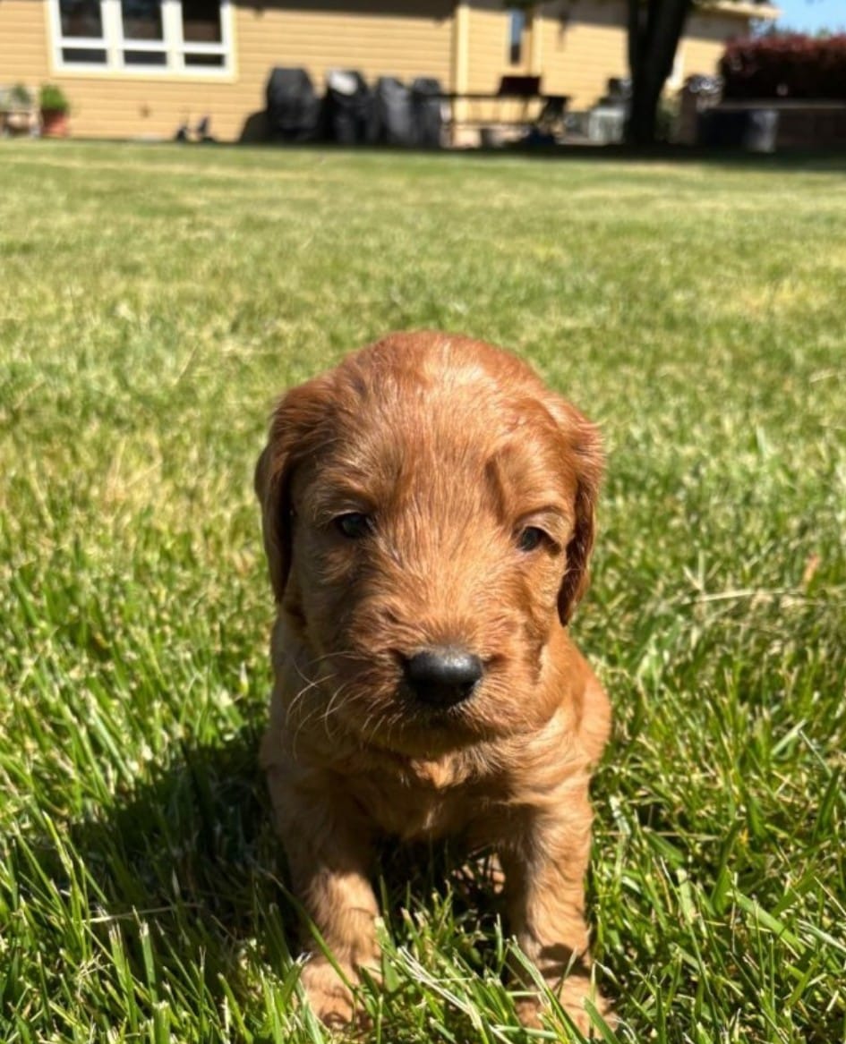 F1 Medium-Sized Goldendoodle – Goldendoodle, Poodle - Standard  puppy for sale in Silverton, OR