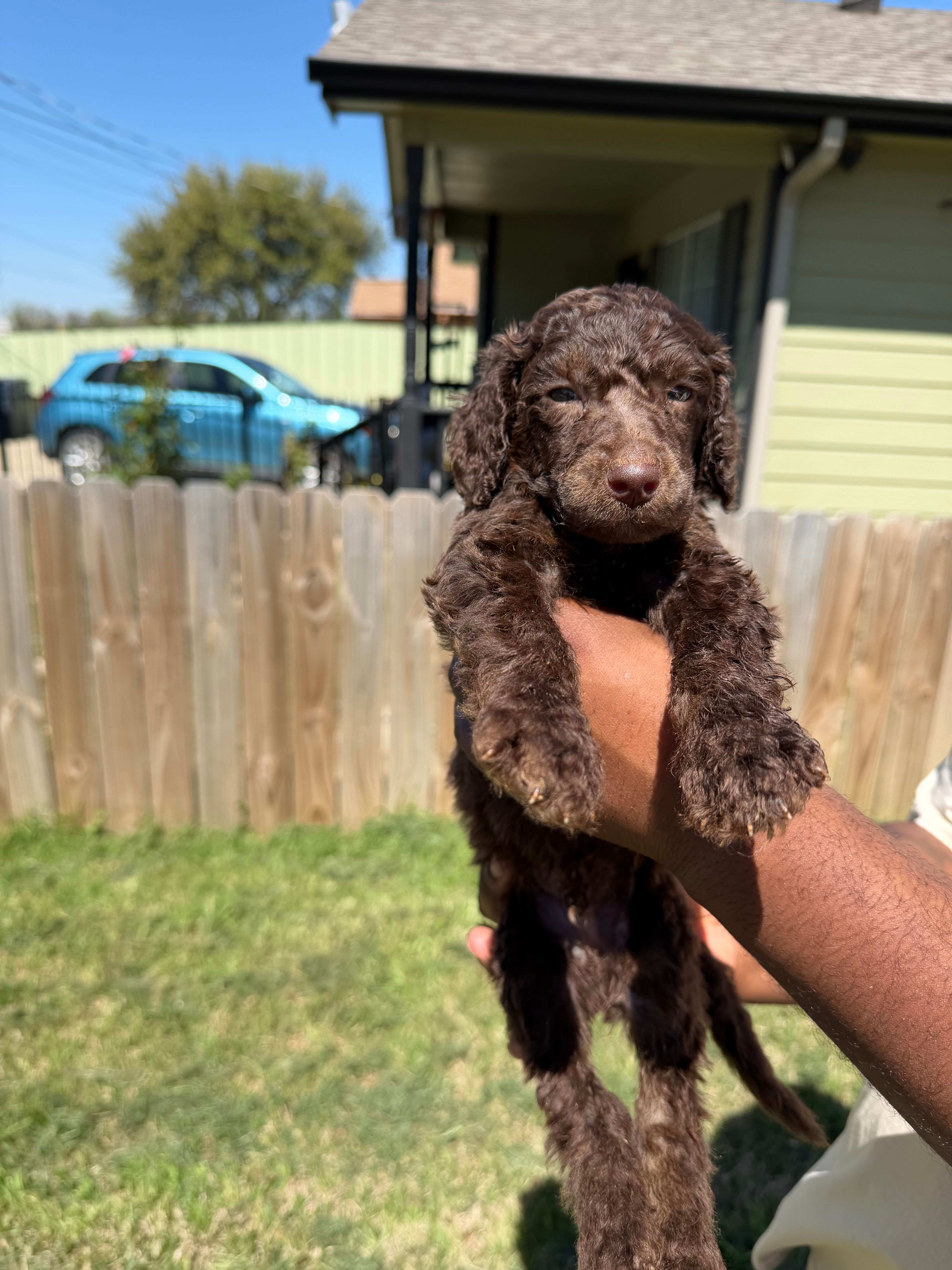 Truffle – Poodle - Standard  puppy for sale in Dallas, TX
