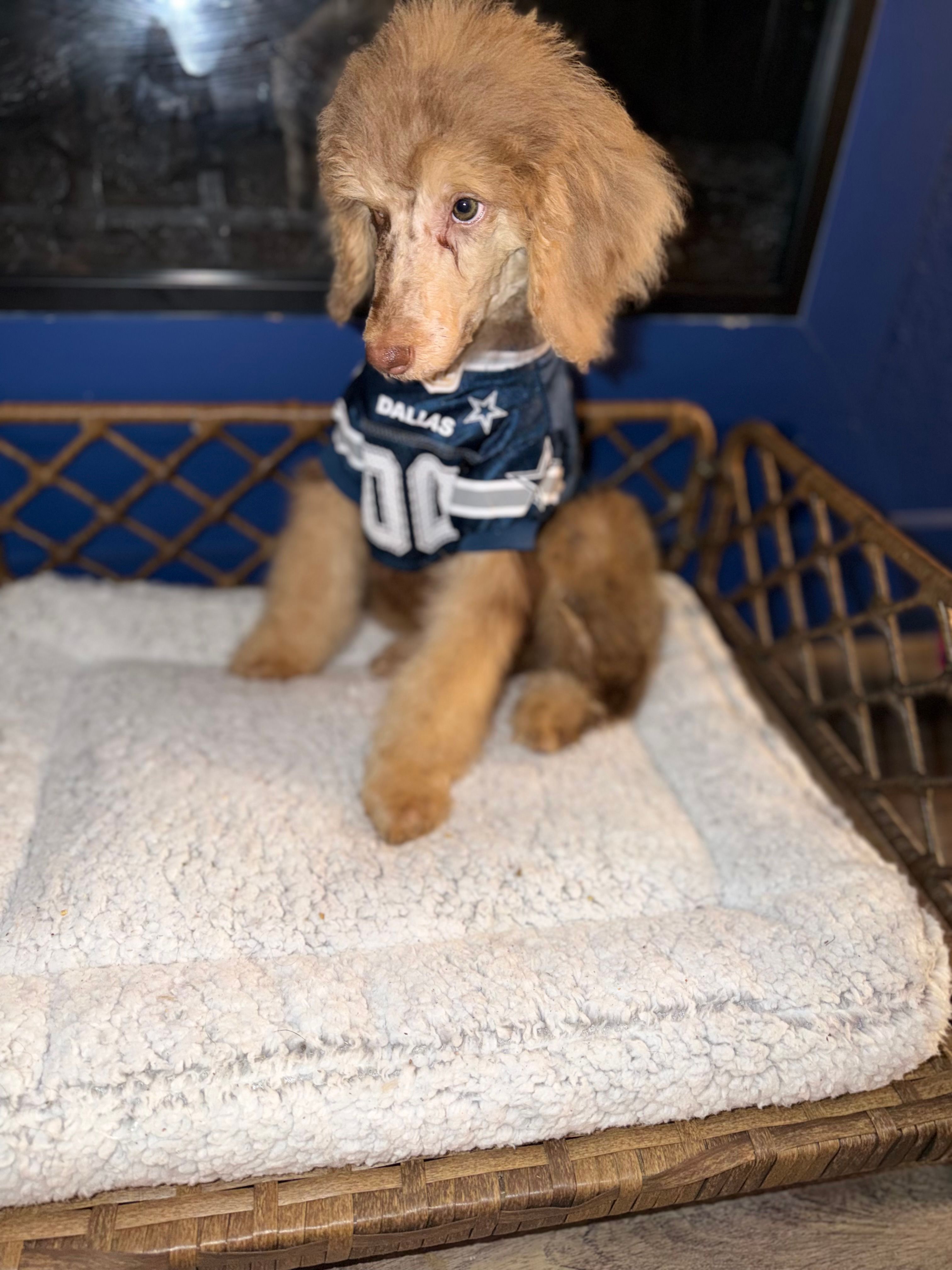 Romeo – Poodle - Standard  puppy for sale in Dallas, TX