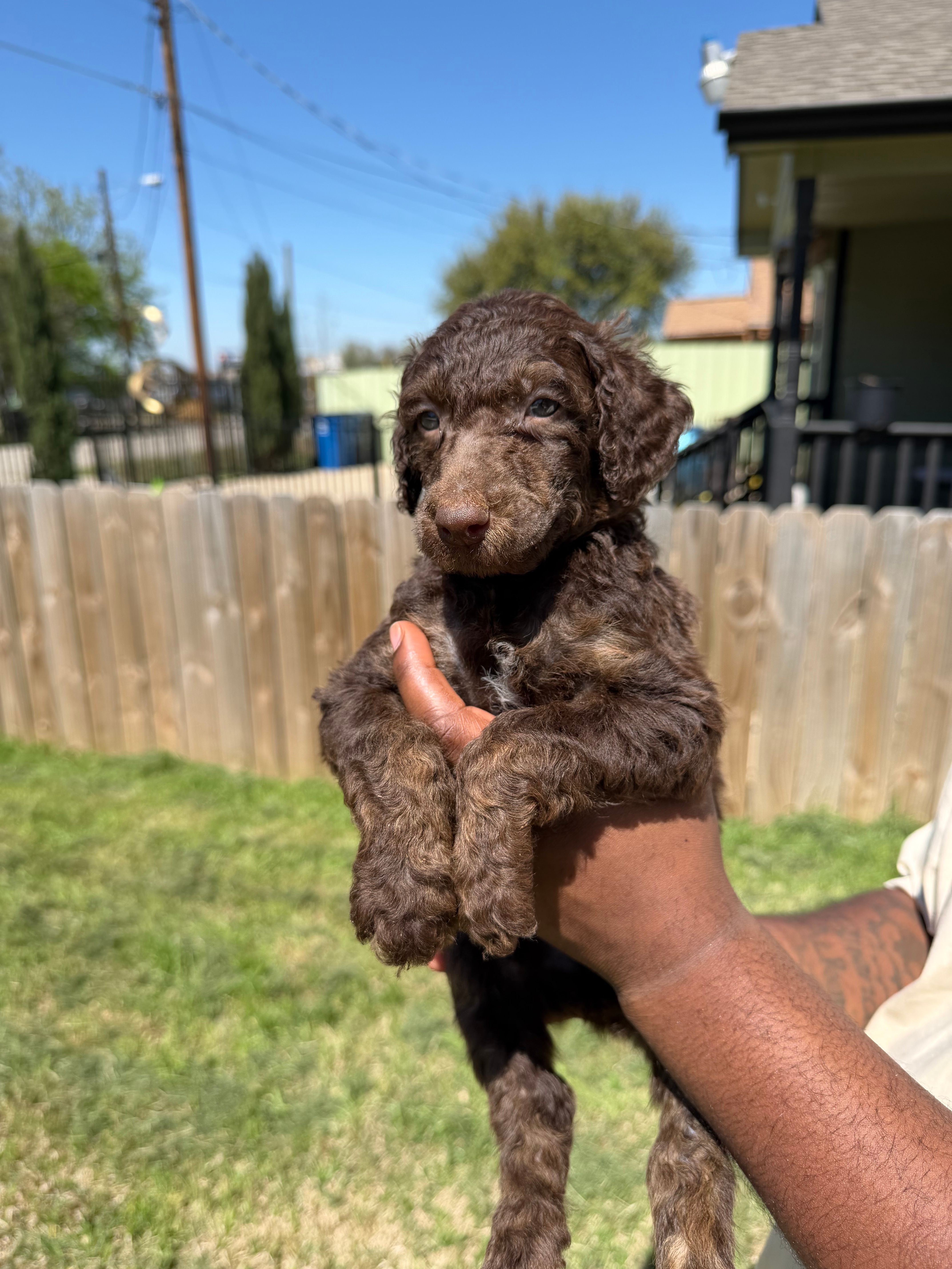 Hershey – Poodle - Standard  puppy for sale in Dallas, TX
