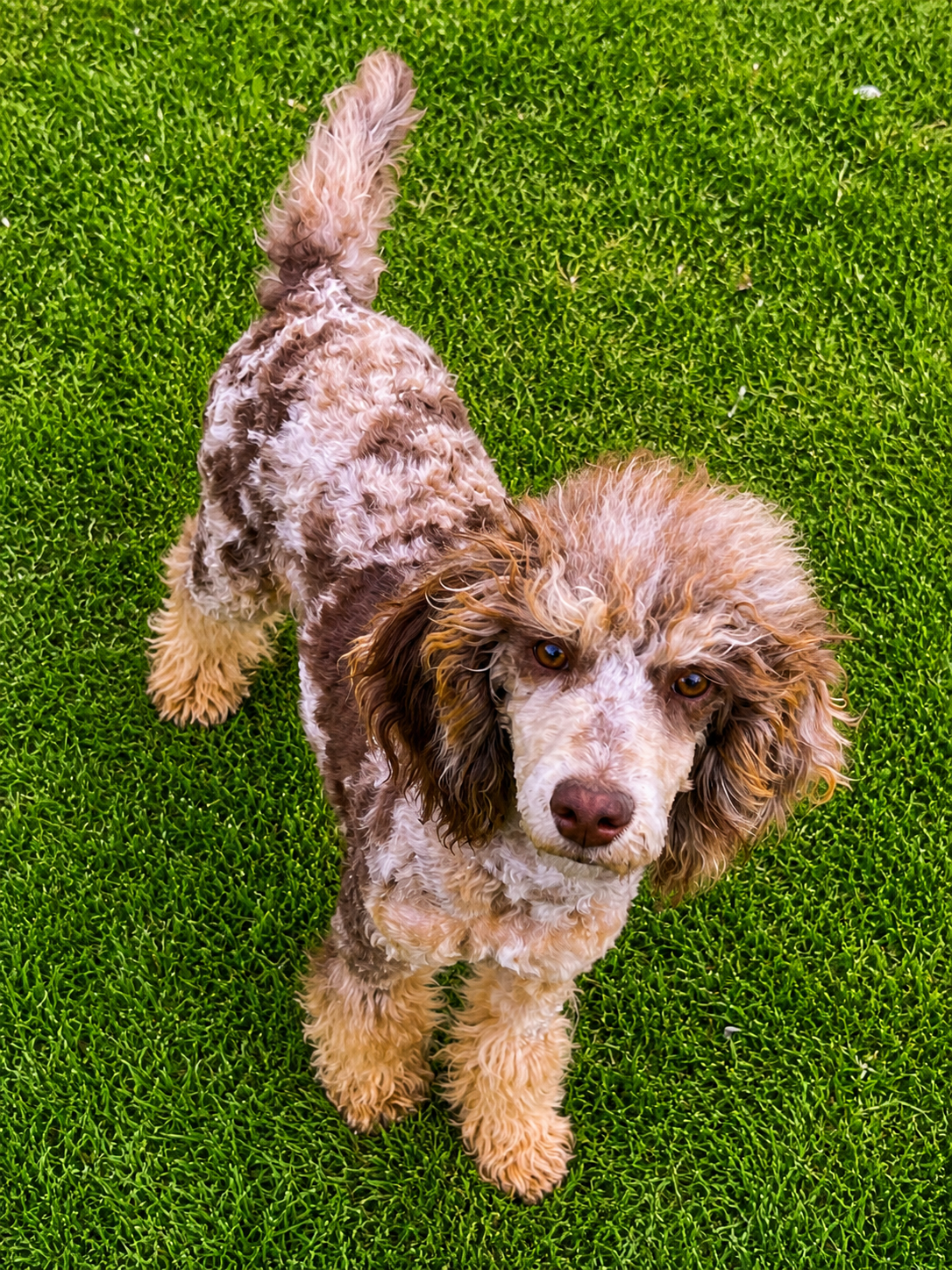 Akc Bella  – Poodle - Miniature  puppy for sale in Dallas, TX