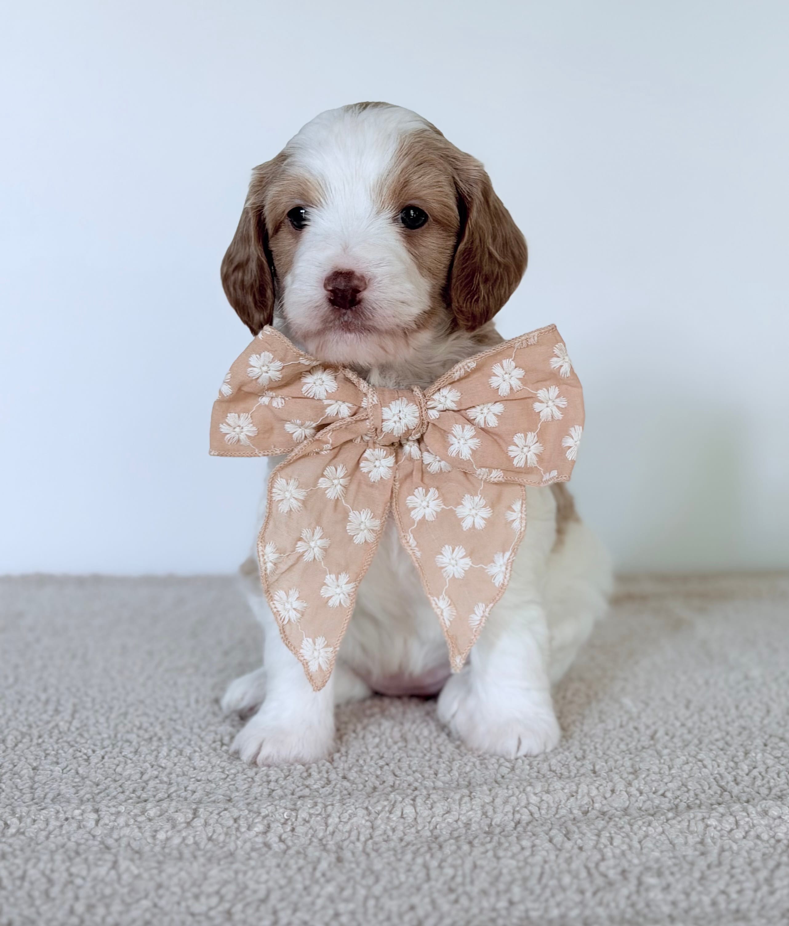 Daisy – Miniature Goldendoodle puppy for sale in Beach City, OH