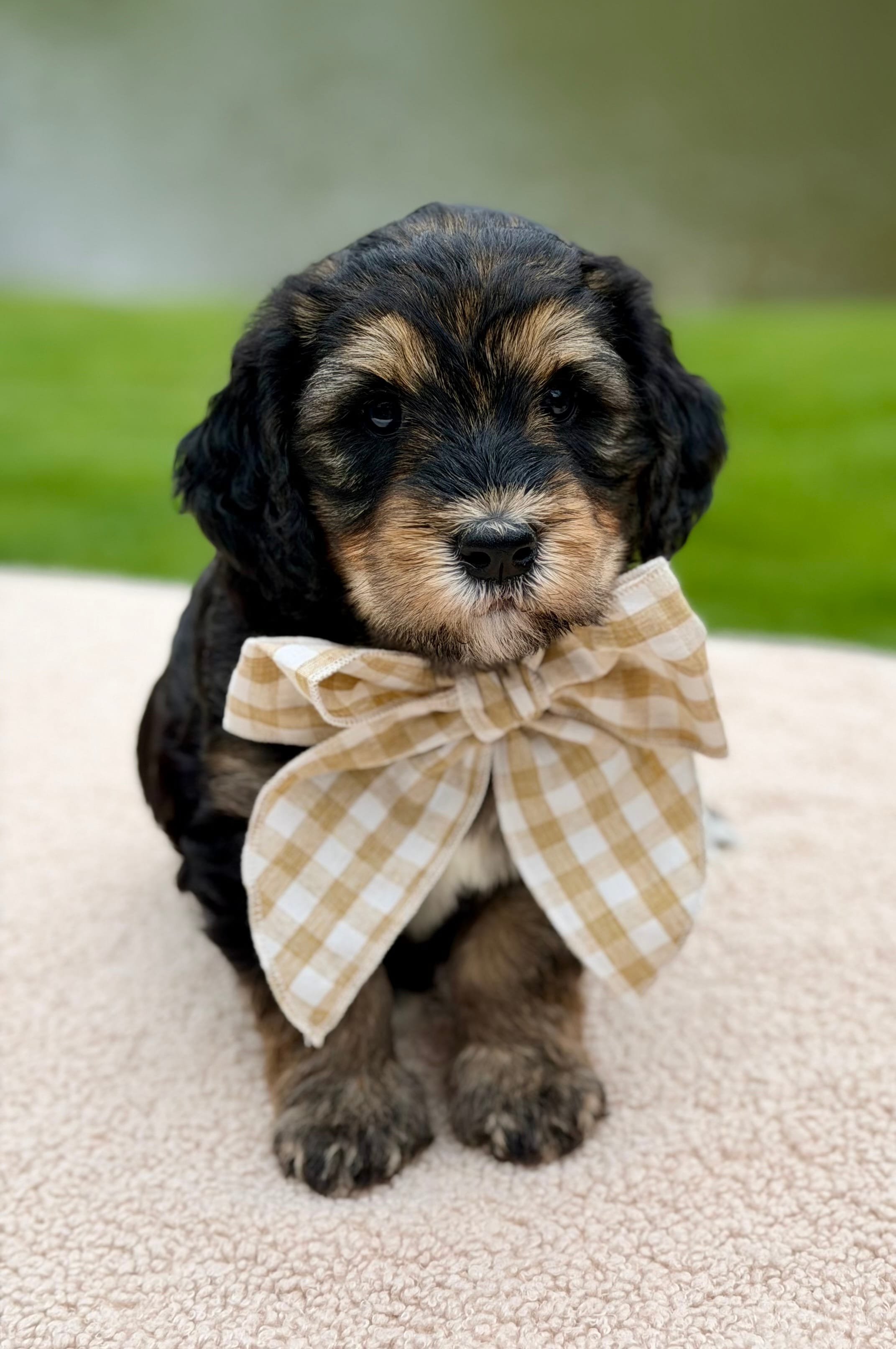 Everest – Goldendoodle puppy for sale in Beach City, OH