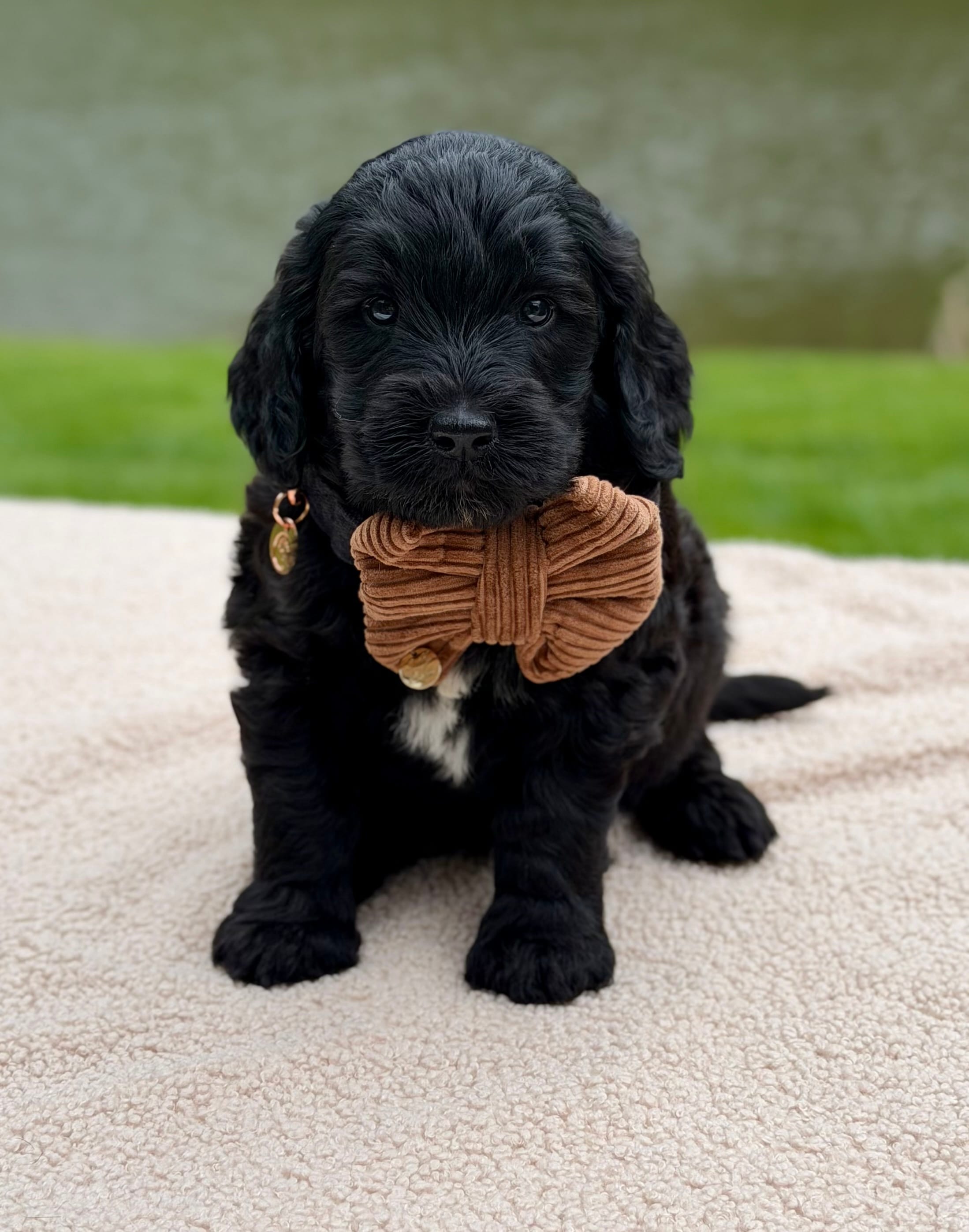 Bear – Goldendoodle puppy for sale in Beach City, OH