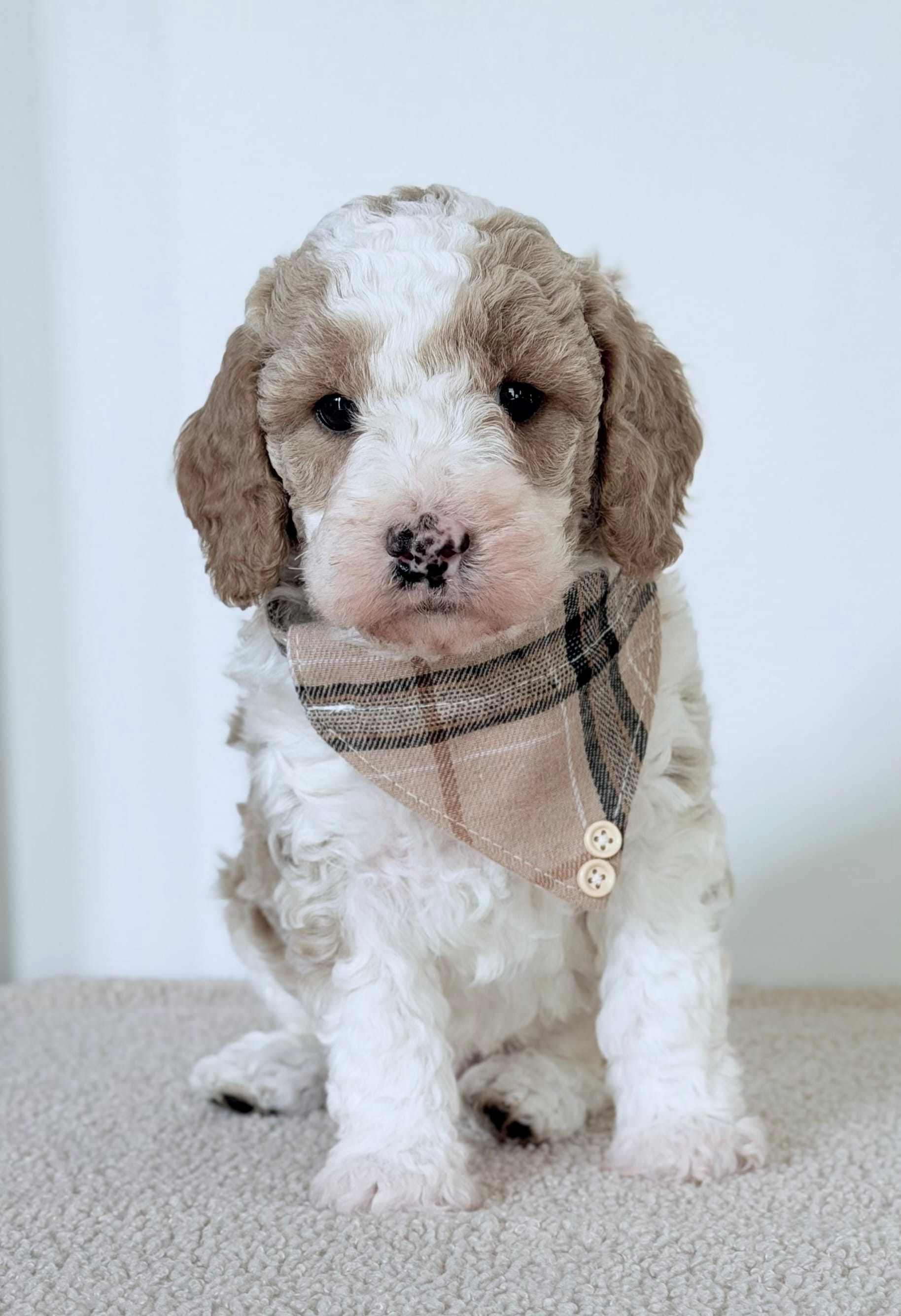 Clay – Miniature Goldendoodle puppy for sale in Beach City, OH