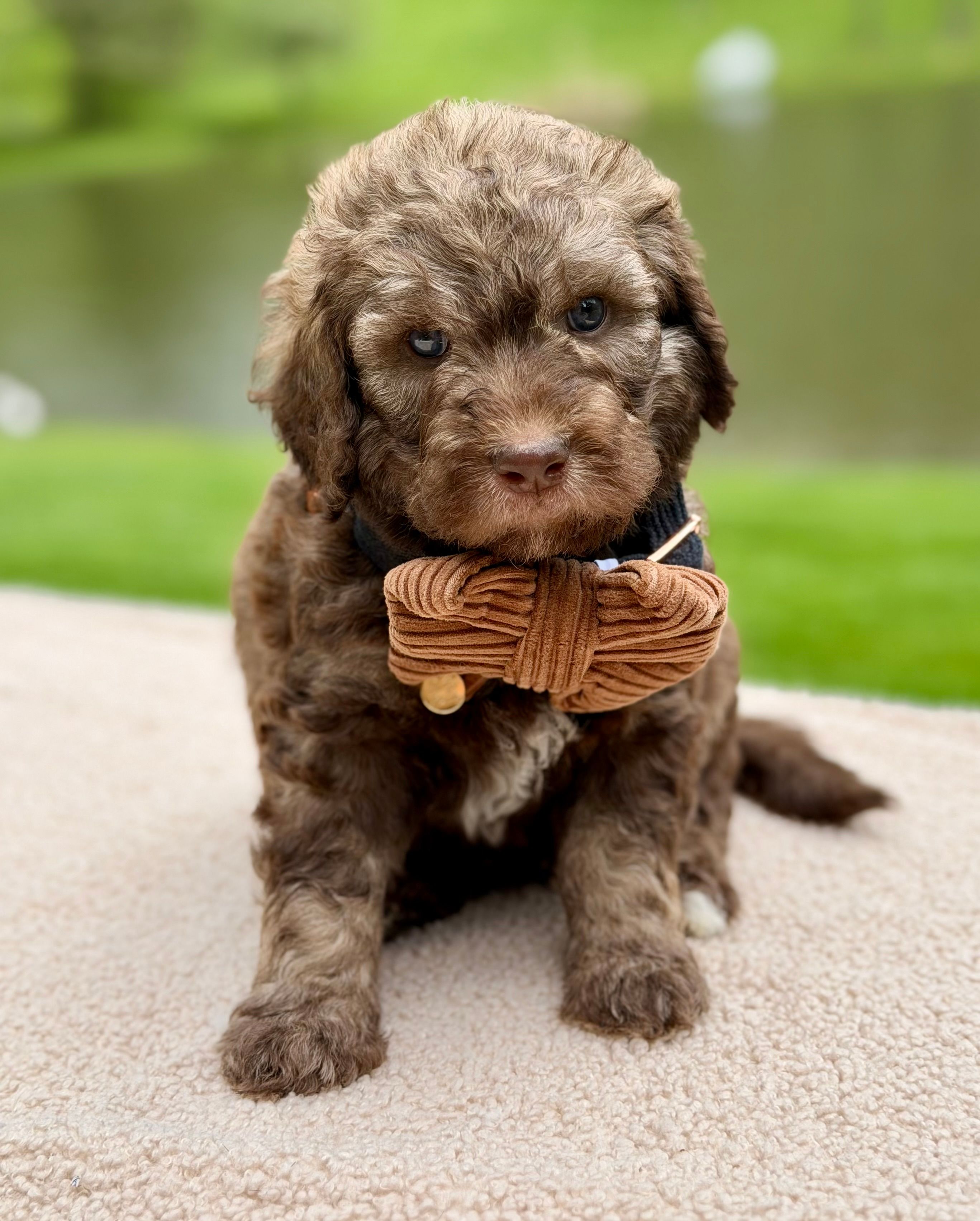 Forest – Goldendoodle puppy for sale in Beach City, OH