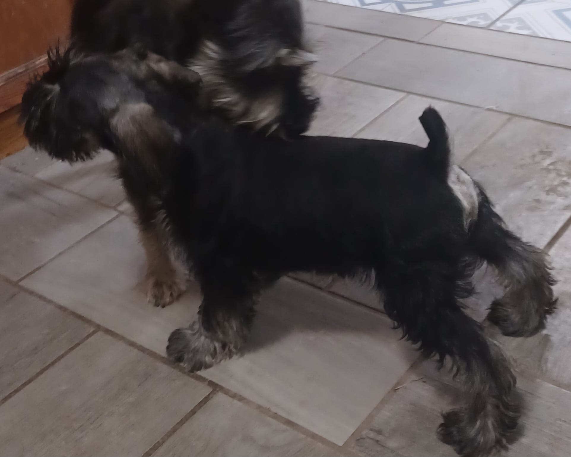 Milo – Miniature Schnauzer puppy for sale in Minneapolis, MN