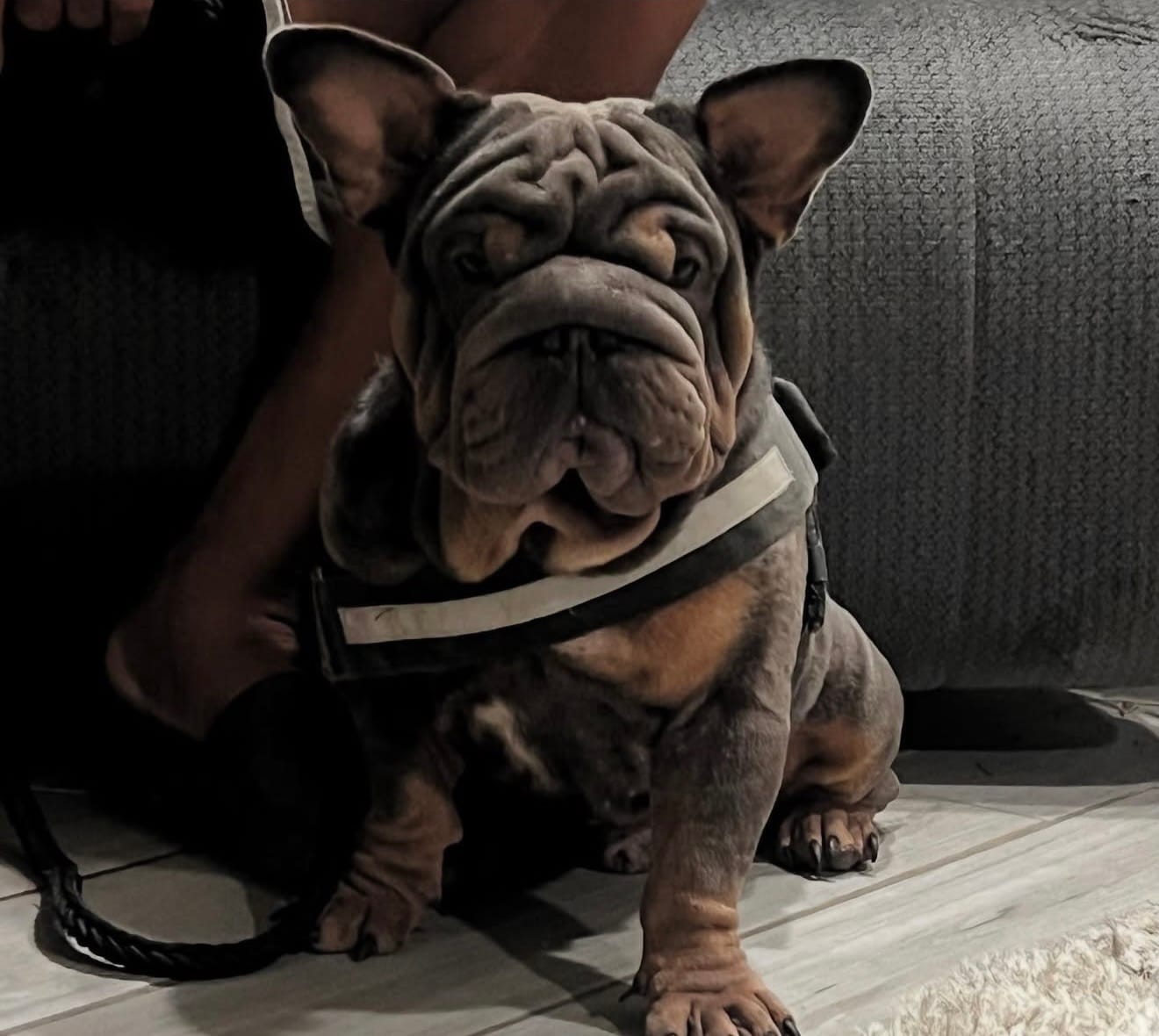 Velvet – French Bulldog puppy for sale in Mesa, AZ