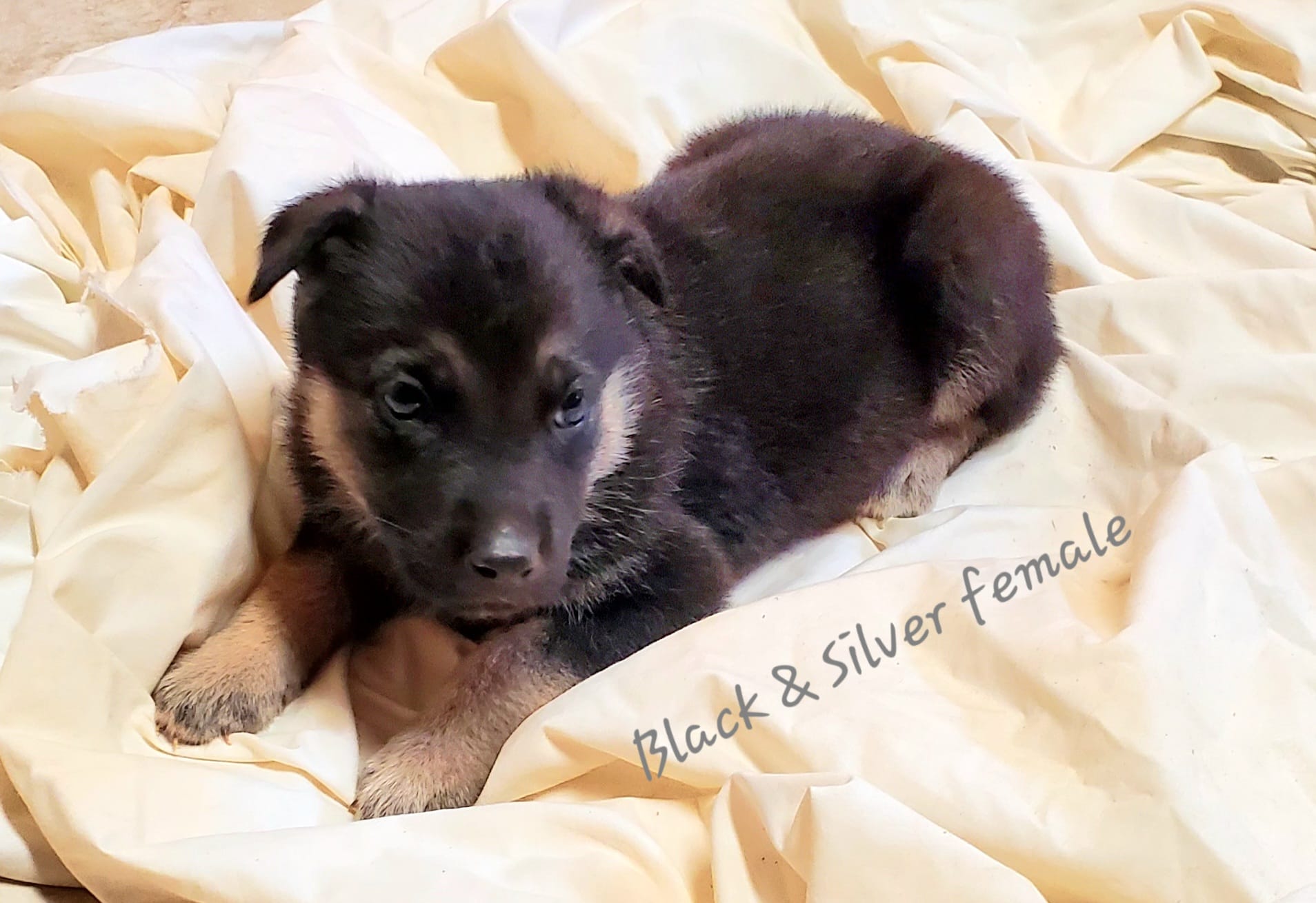 Silver – German Shepherd Dog puppy for sale in Ware Shoals, SC