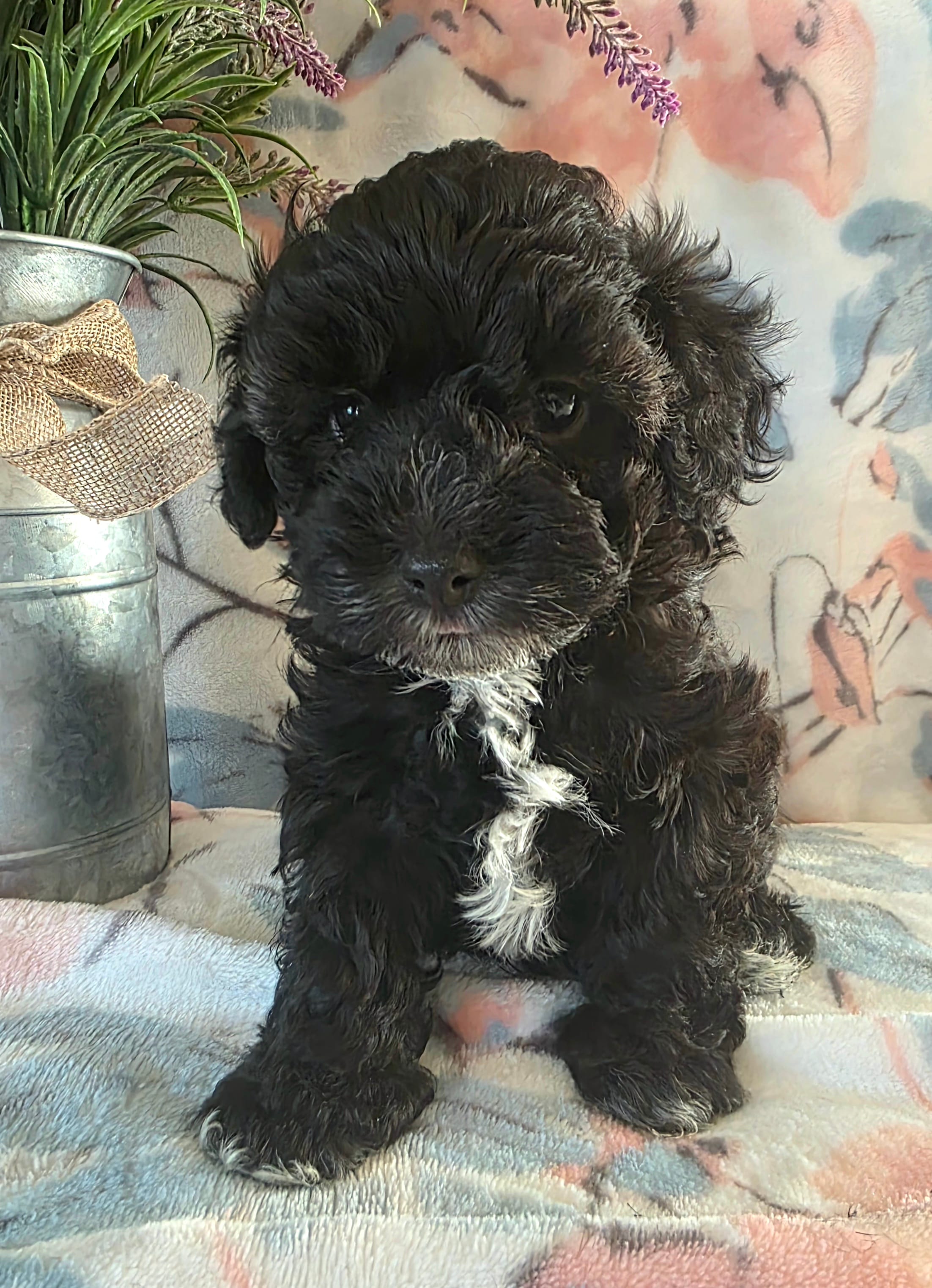 Joey – Schnoodle puppy for sale in Kirksville, MO