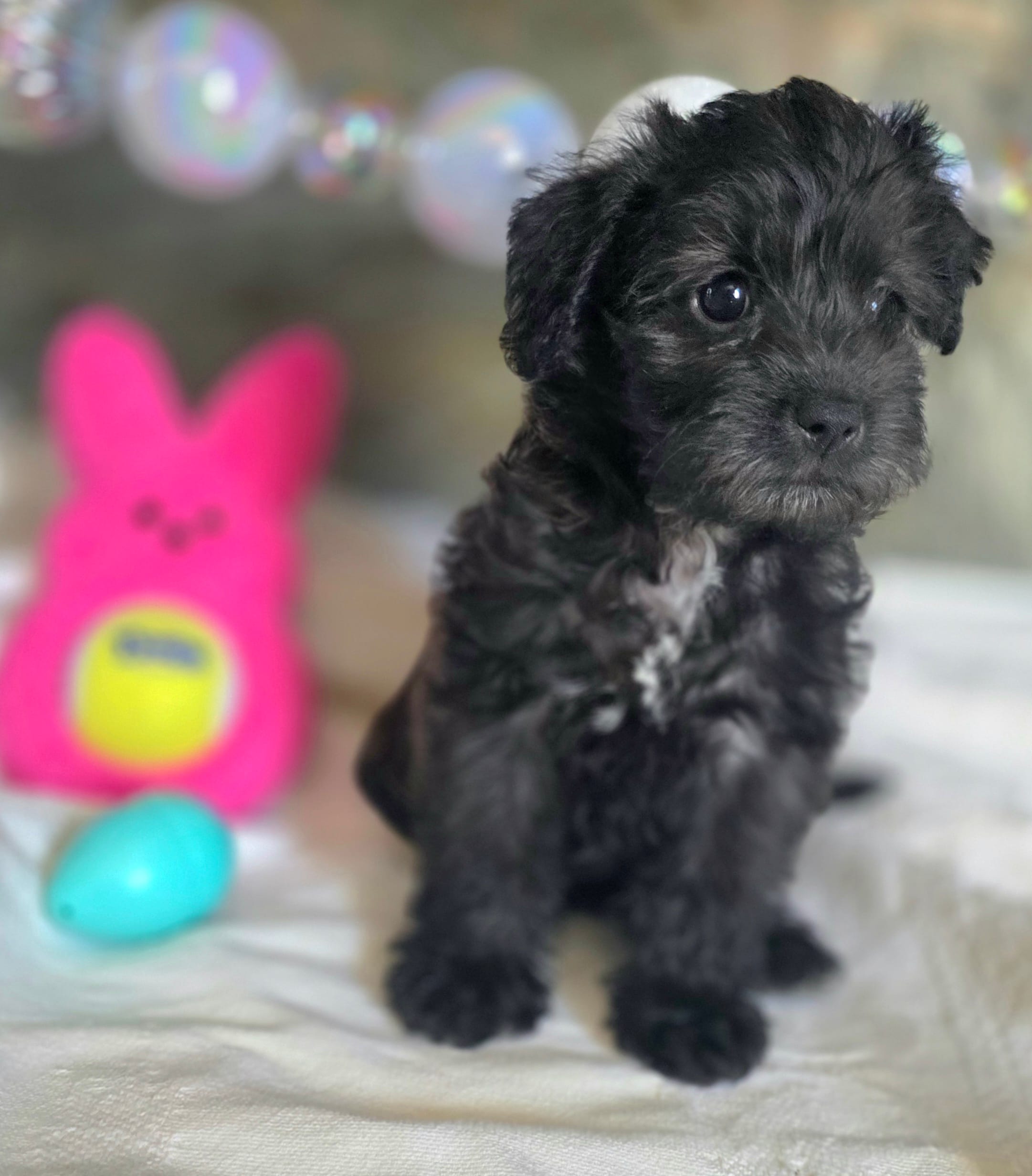 Monica – Schnoodle puppy for sale in Kirksville, MO