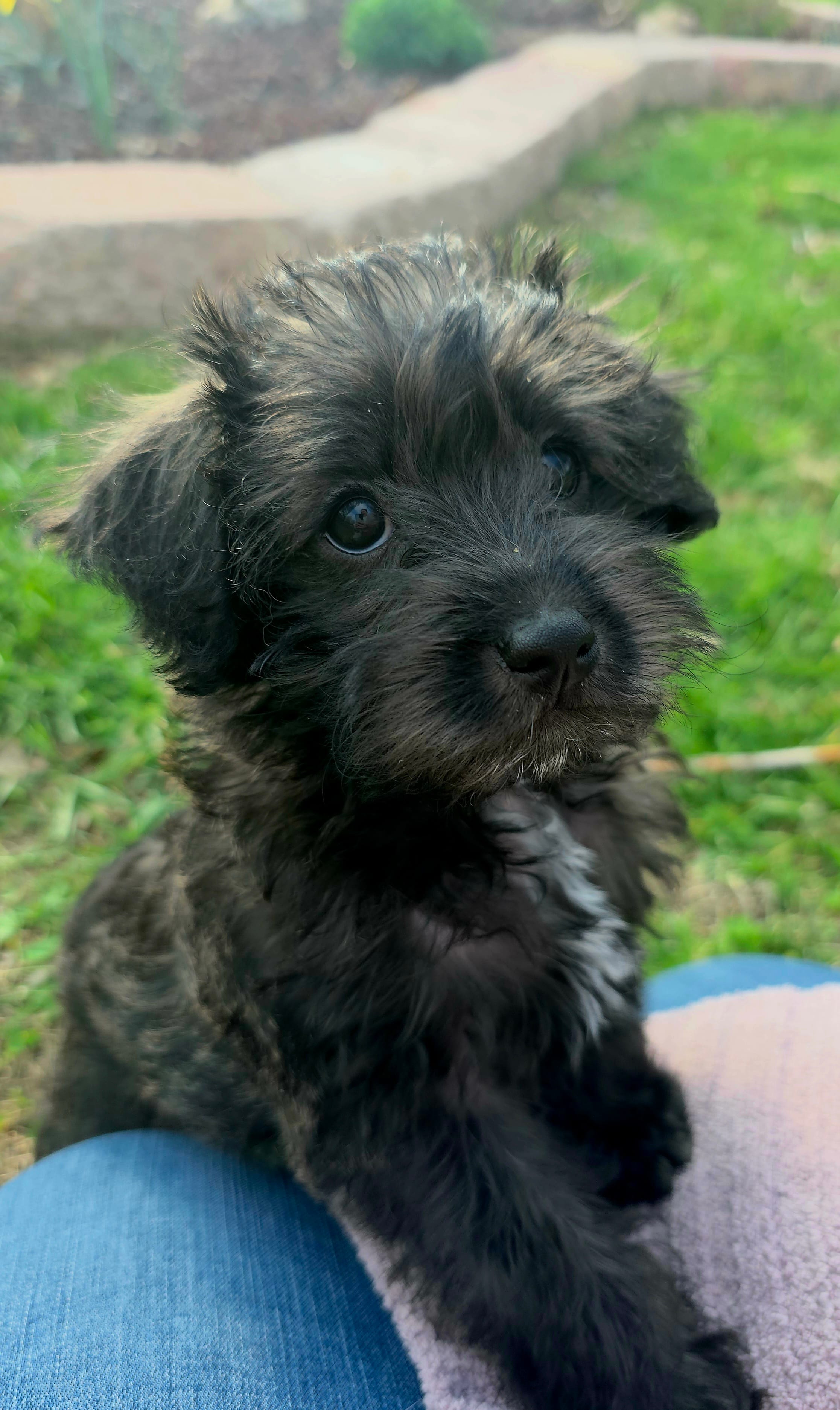 Monica – Schnoodle puppy for sale in Kirksville, MO