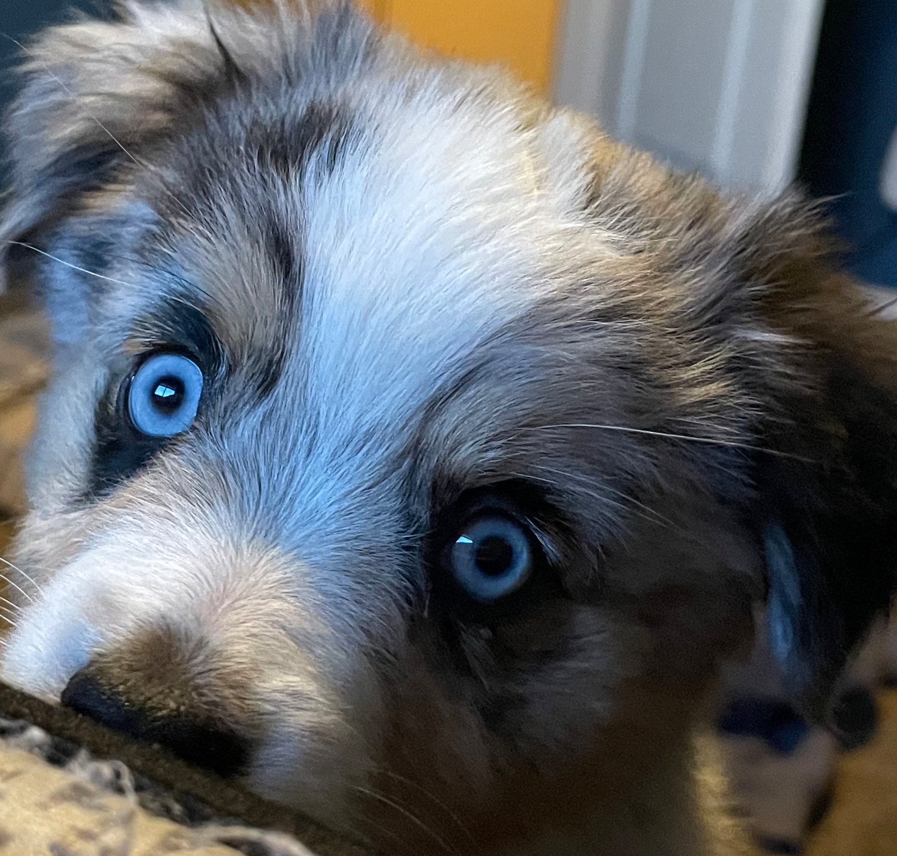Merle Girl – Miniature Australian Shepherd puppy for sale in San Tan Valley, AZ