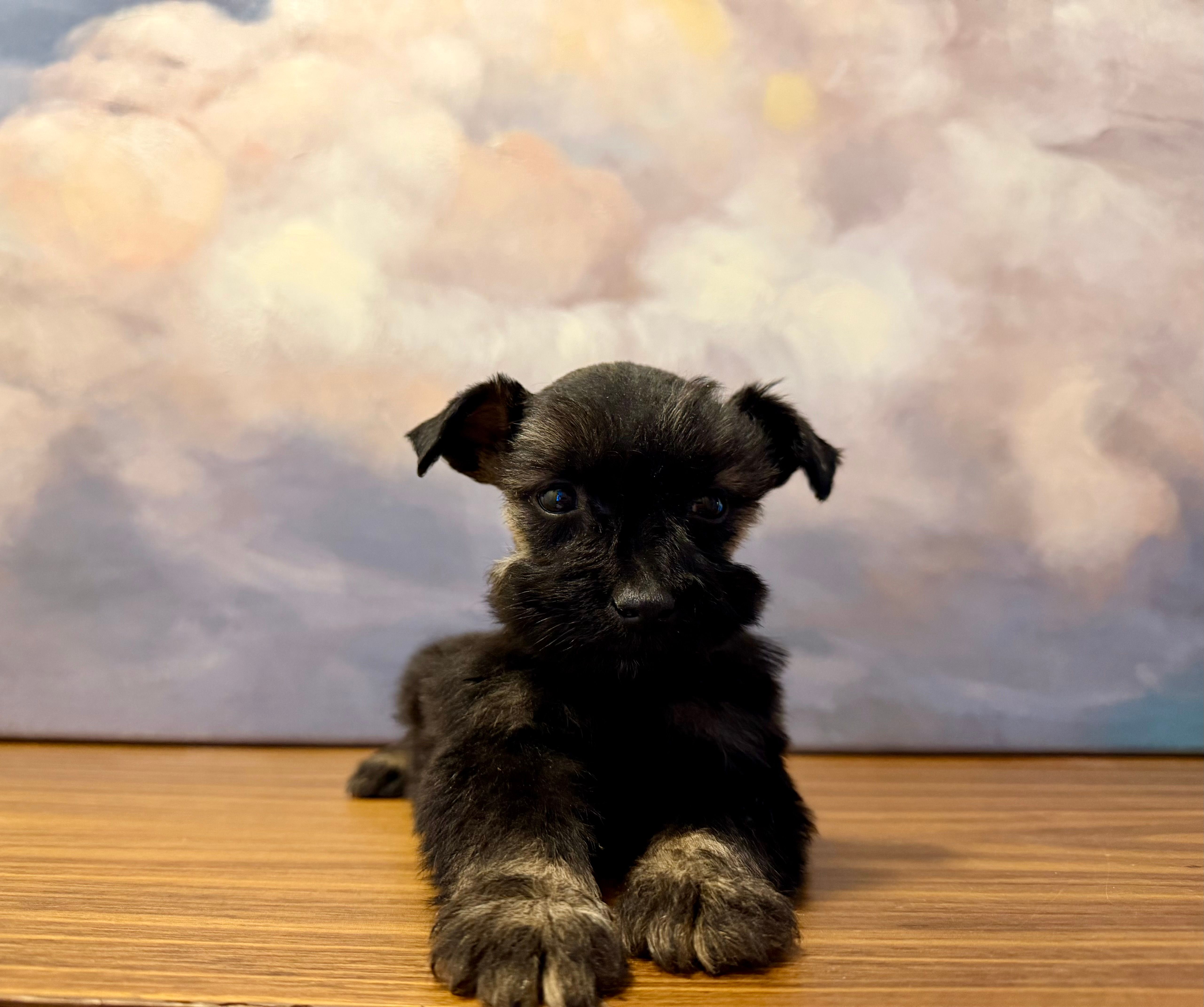 Henry – Miniature Schnauzer puppy for sale in Lone Tree, CO