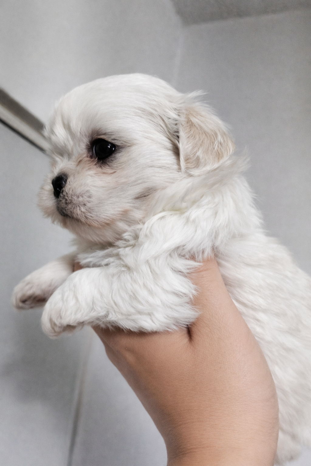 Snow – Shih Tzu puppy for sale in Lone Tree, CO