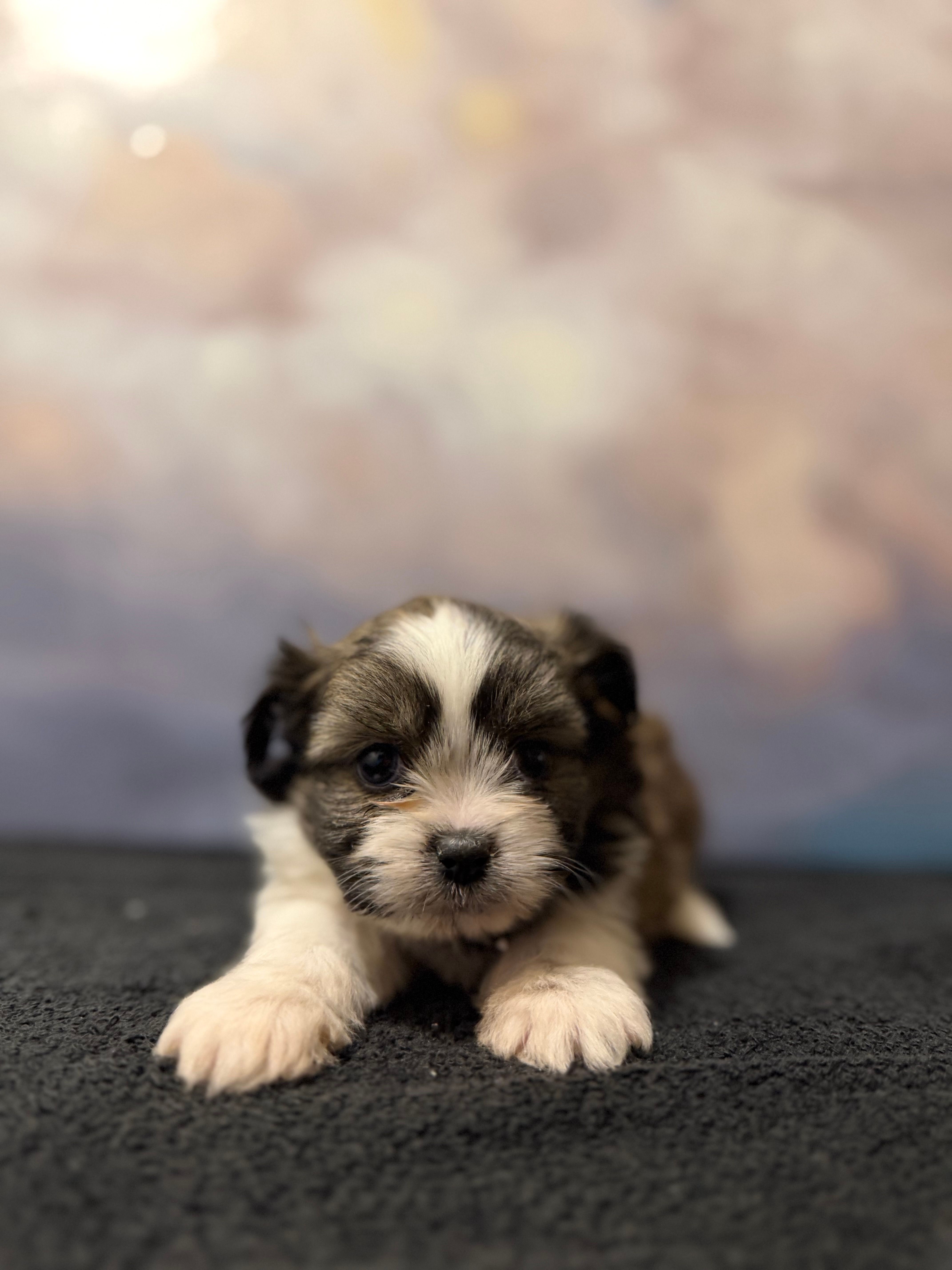 Diana – Shih Tzu puppy for sale in Lone Tree, CO