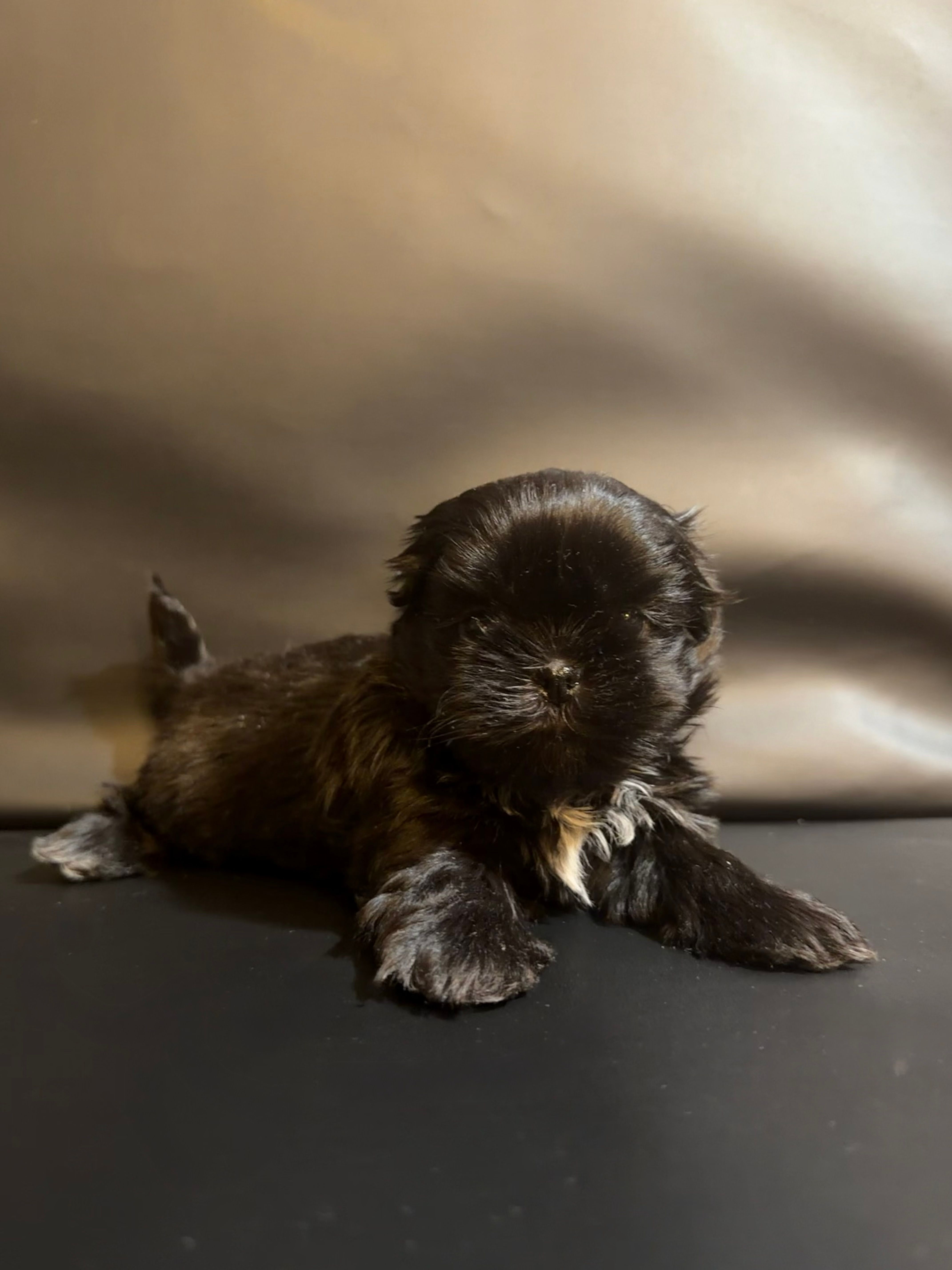 Celia – Shih Tzu puppy for sale in Lone Tree, CO