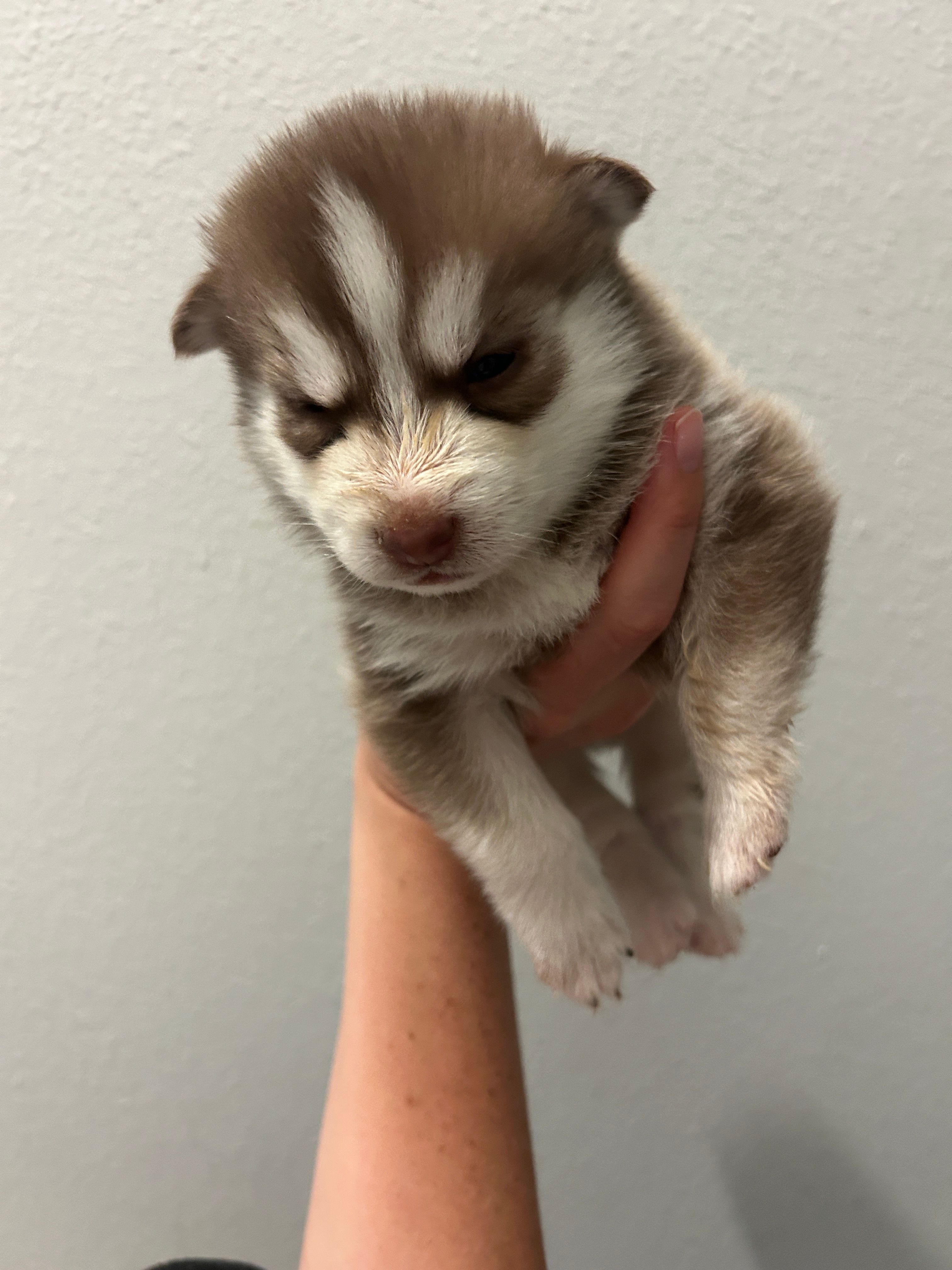 Pax Blue Eyed Mini Pomsky – Pomsky puppy for sale in San Antonio, FL