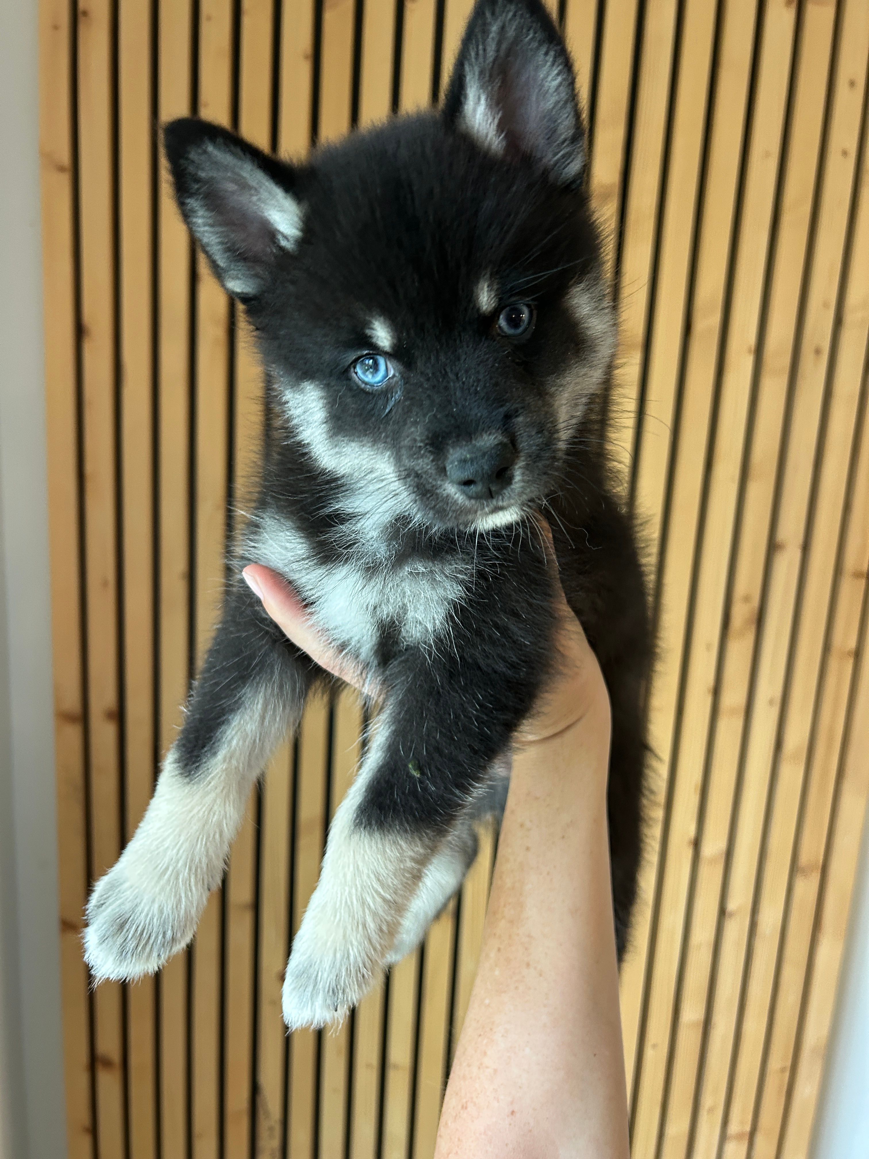 Fang Blue Eyed Mini Pomsky Boy – Pomsky puppy for sale in San Antonio, FL