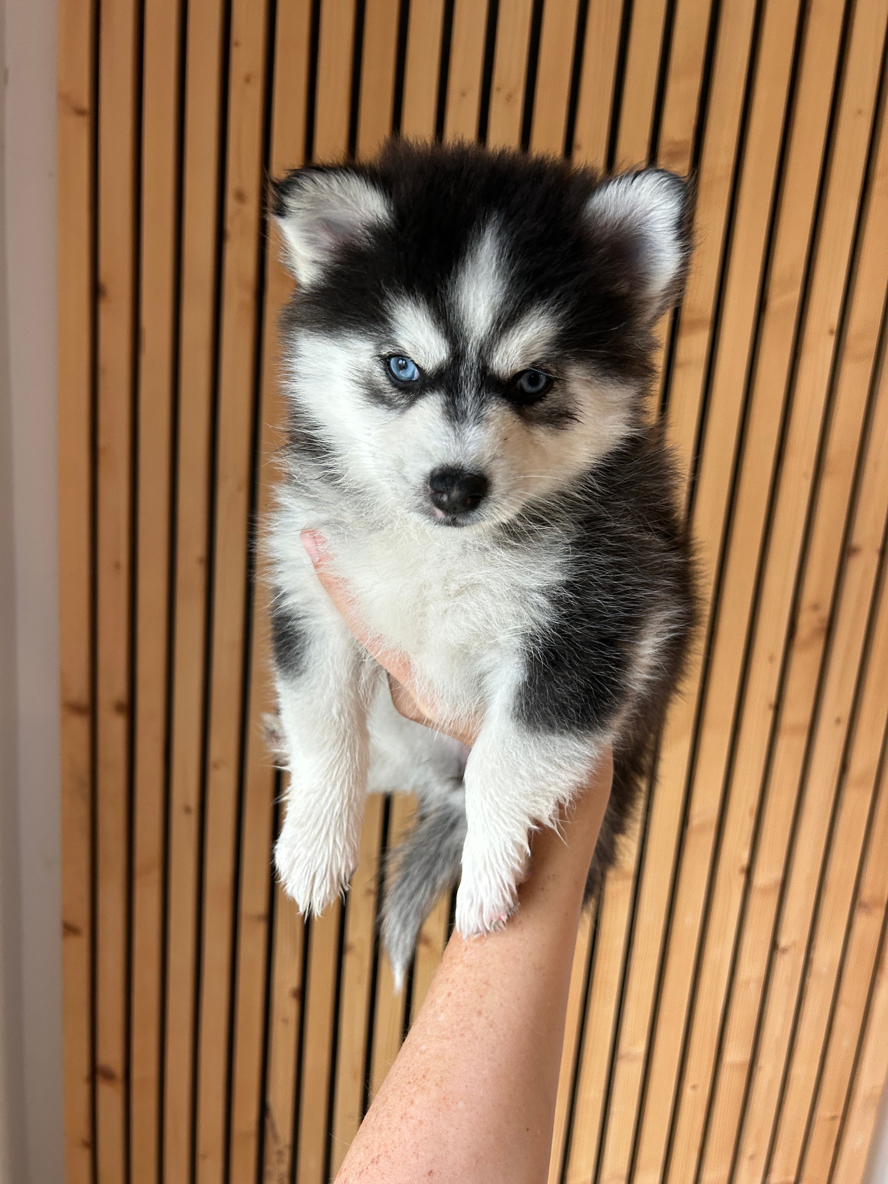 Nova Blue Eyed Mini Pomsky Girl – Pomsky puppy for sale in San Antonio, FL