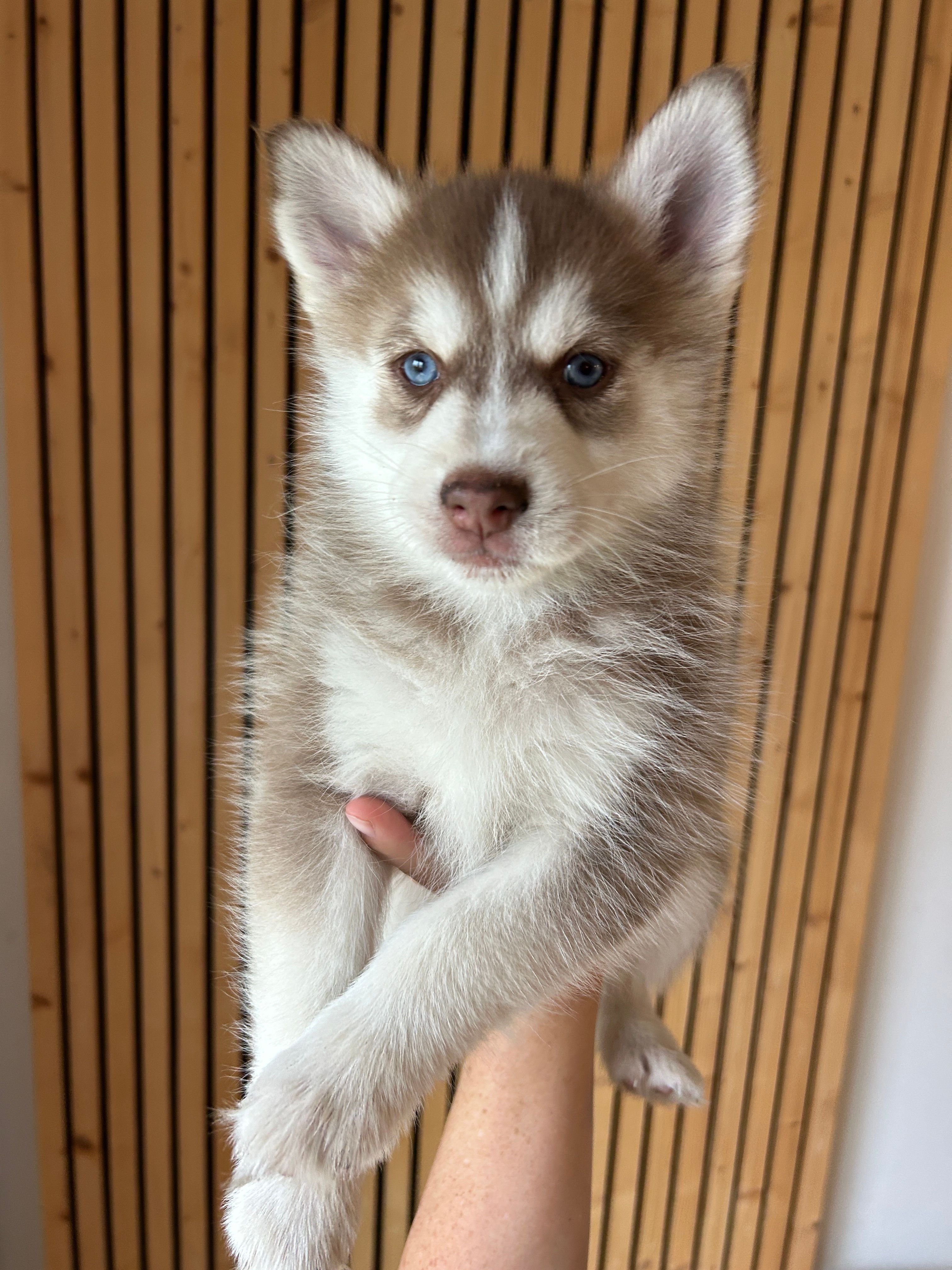 Pax Blue Eyed Mini Pomsky Boy – Pomsky puppy for sale in San Antonio, FL
