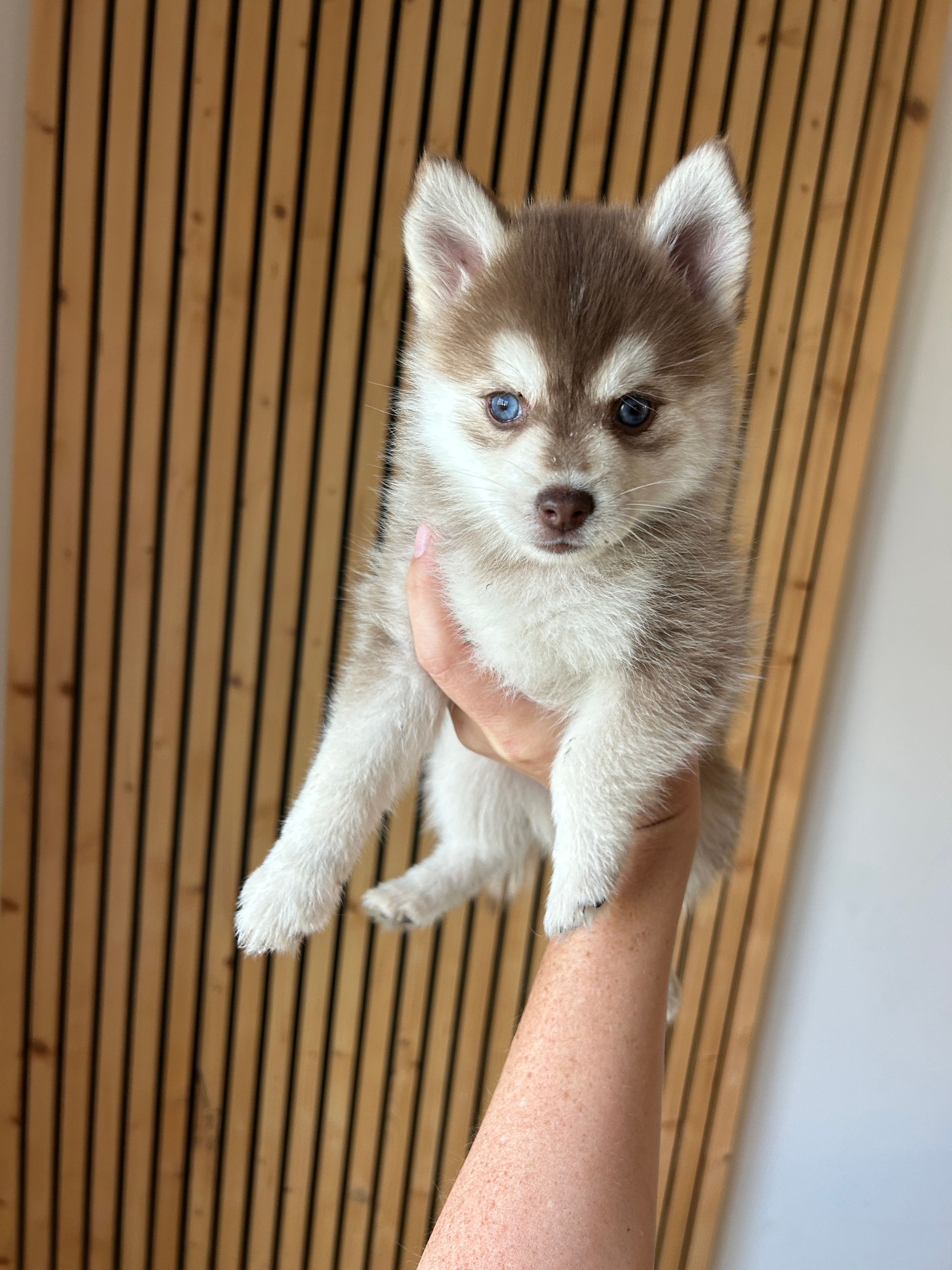 Poppy Blue Eyed Toy/Mini Pomsky Girl – Pomsky puppy for sale in San Antonio, FL