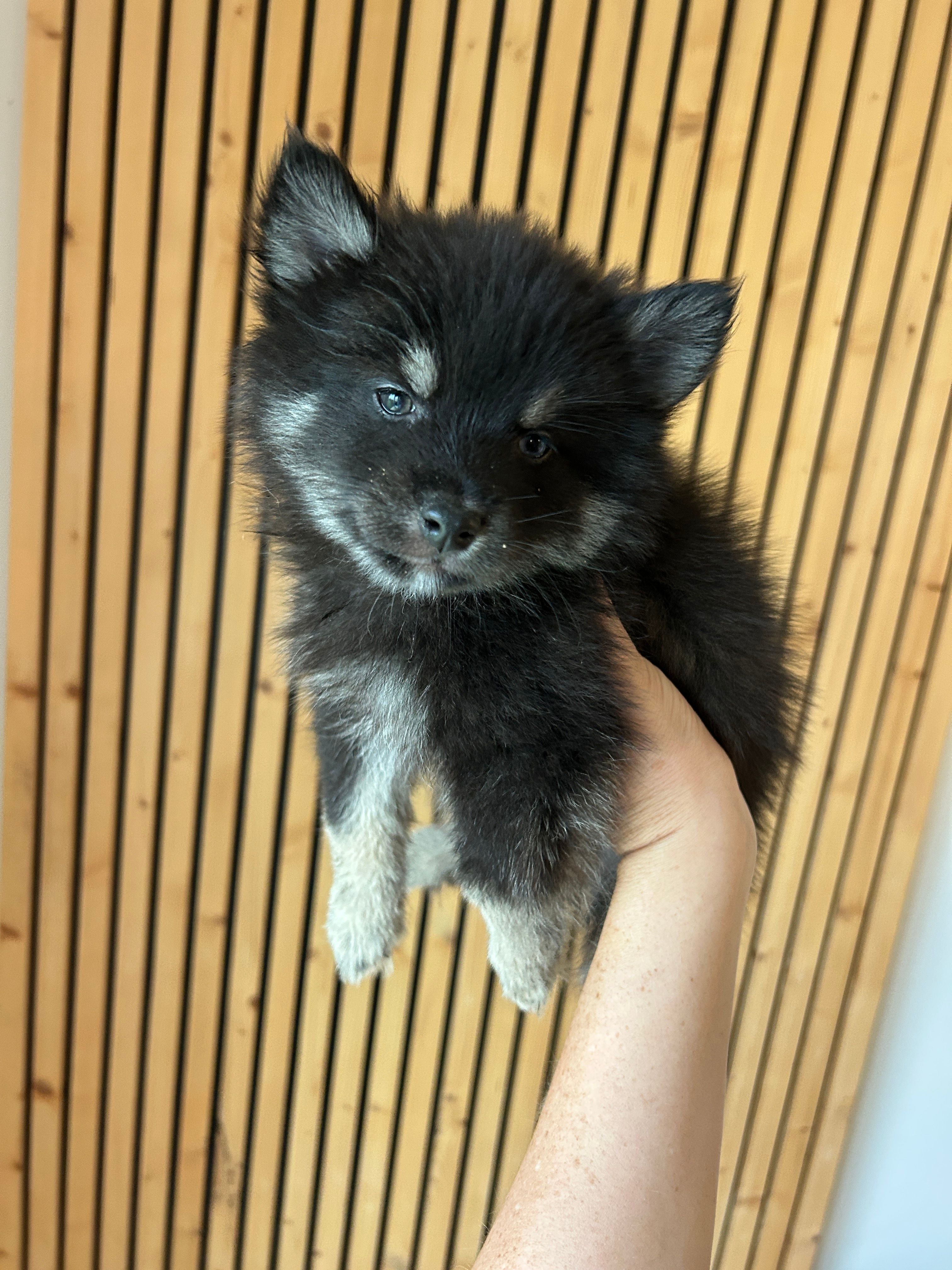 Oreo Blue and Brown Eyed Toy/Mini Pomsky Boy – Pomsky puppy for sale in San Antonio, FL