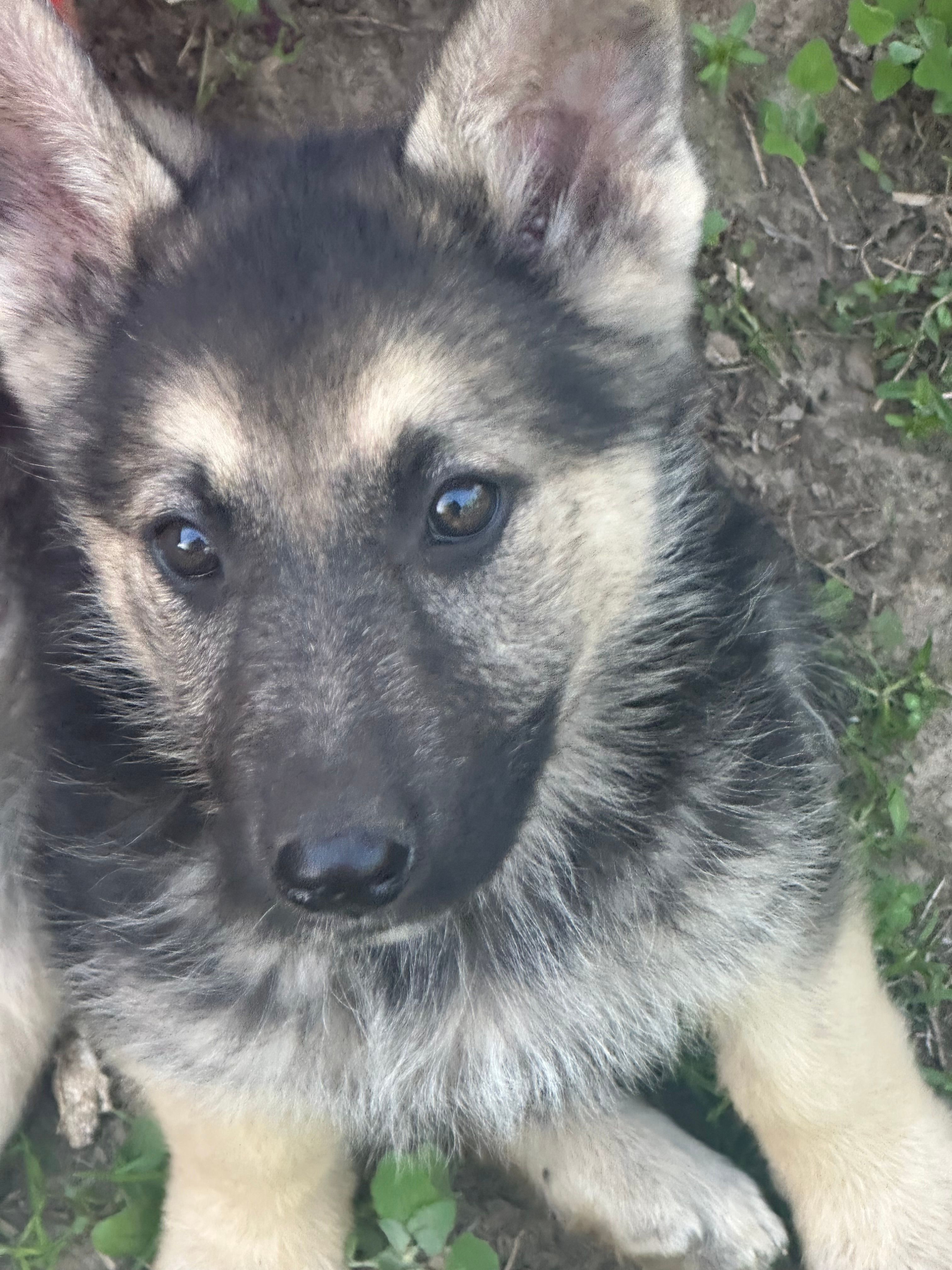 Ruth – German Shepherd Dog puppy for sale in Peoria, IL
