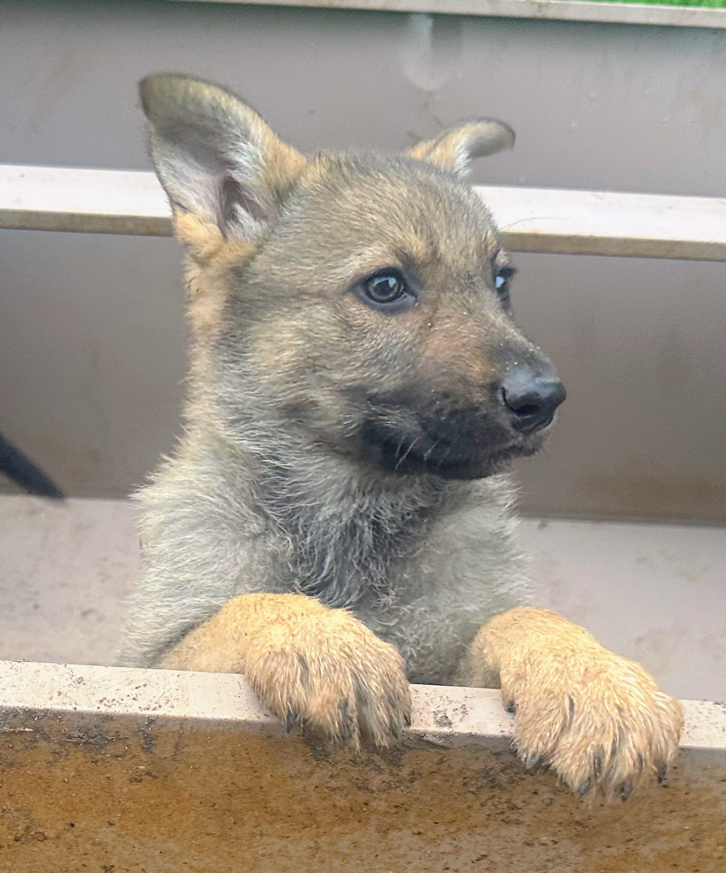 Coco – German Shepherd Dog puppy for sale in Peoria, IL